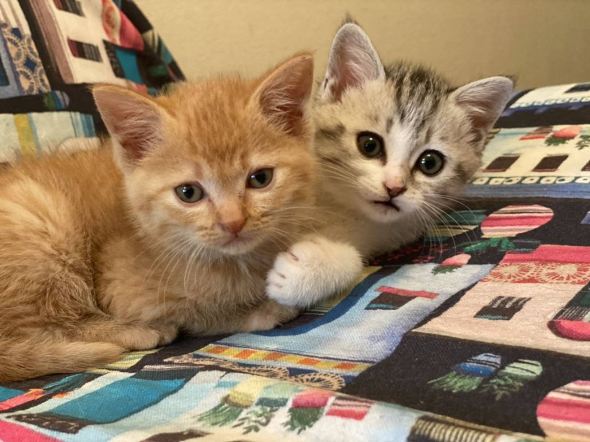 雑種（ミックス猫）・オスの里親募集の写真