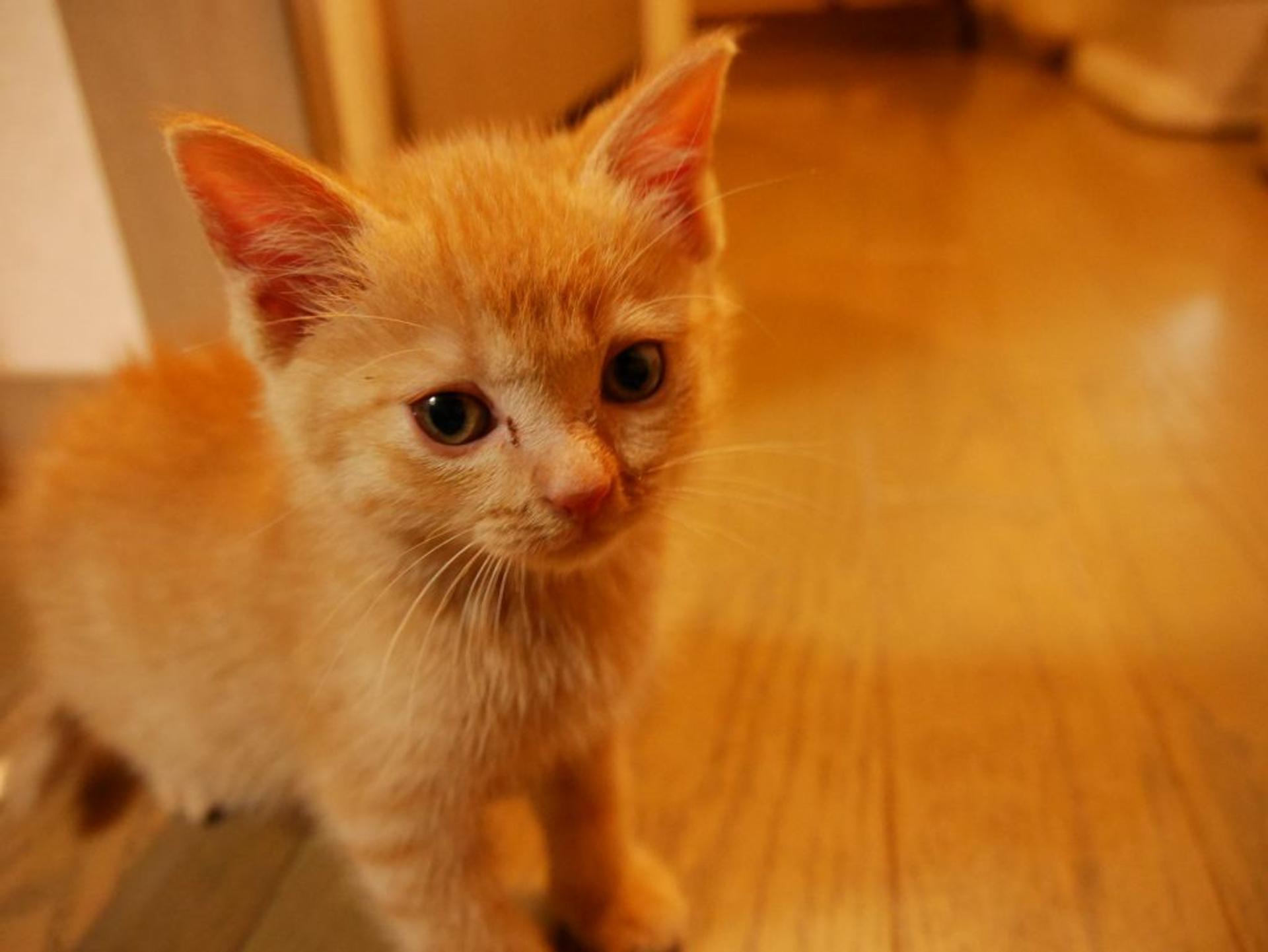 pet-image-2
