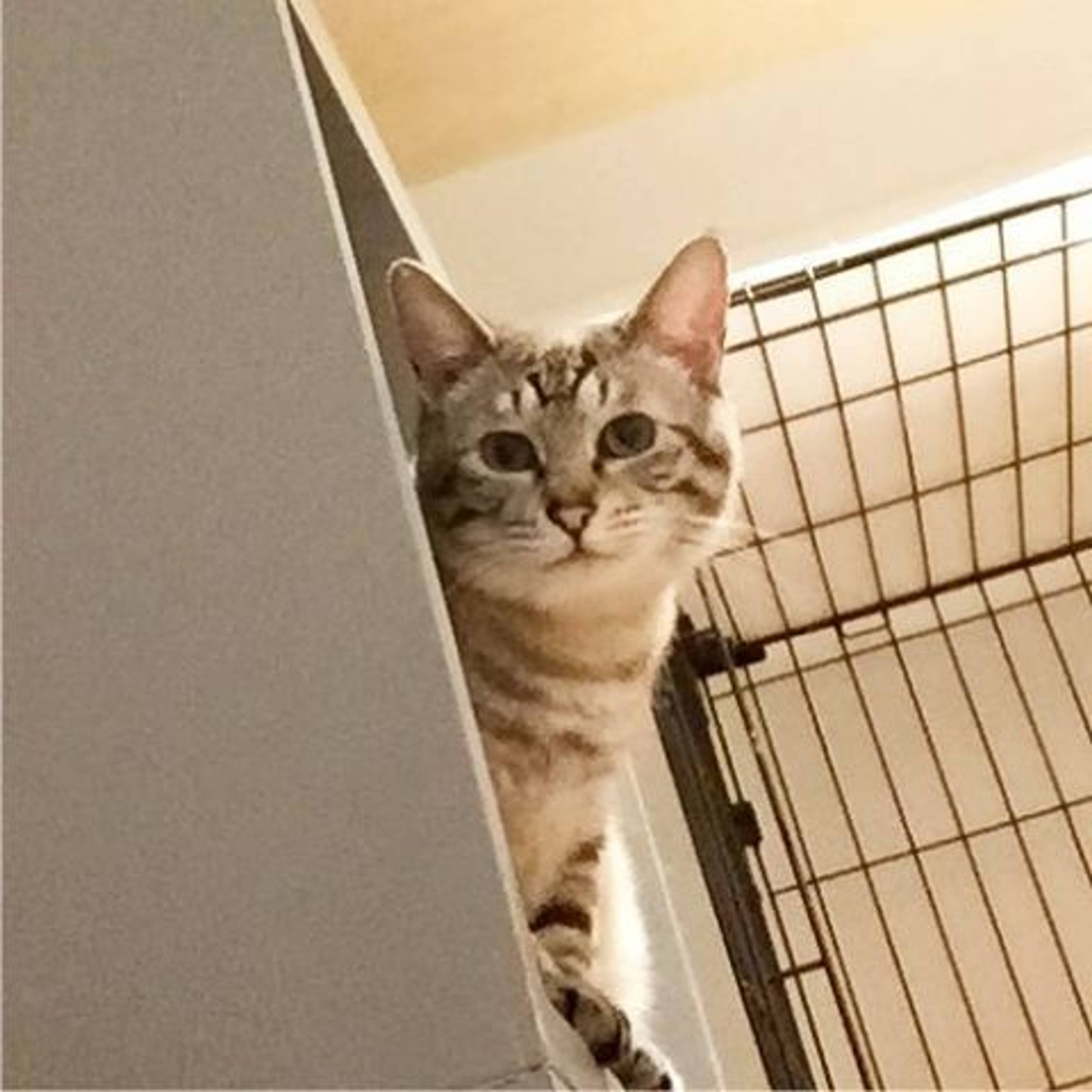 雑種（ミックス猫）・メスの里親募集の写真
