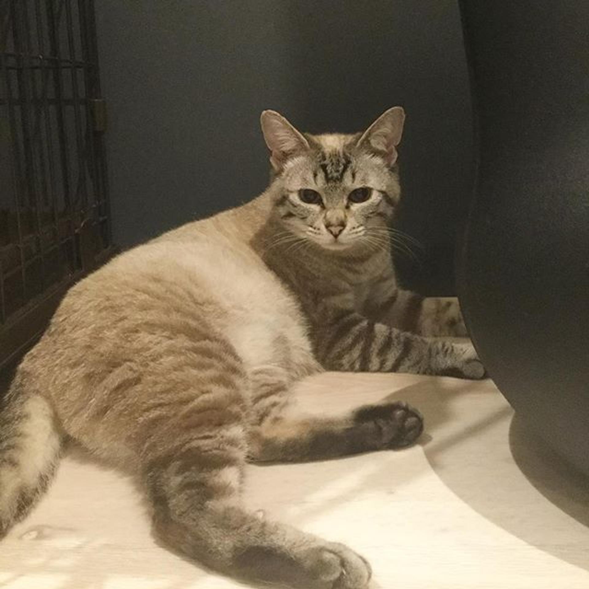 pet-image-2
