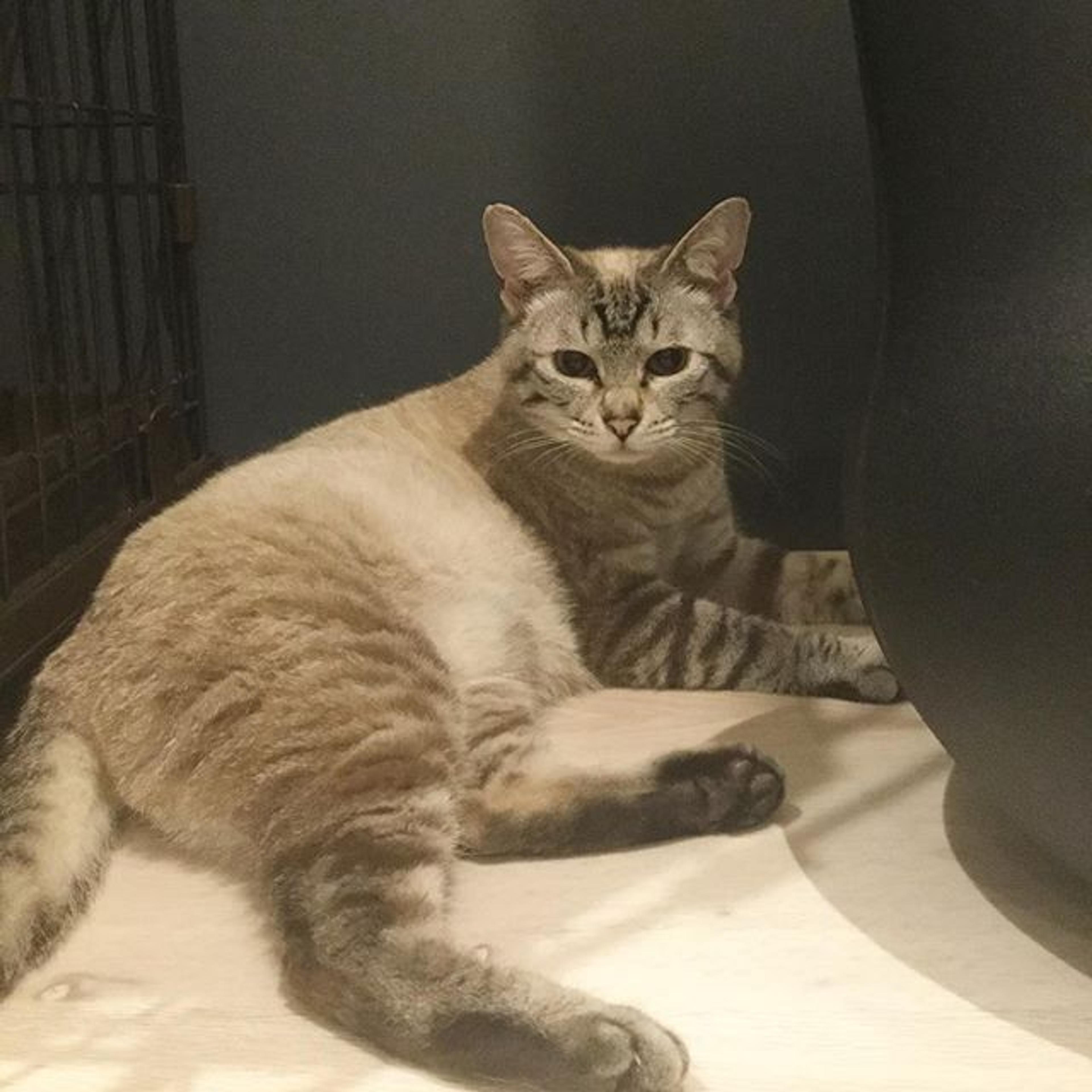 pet-image-2