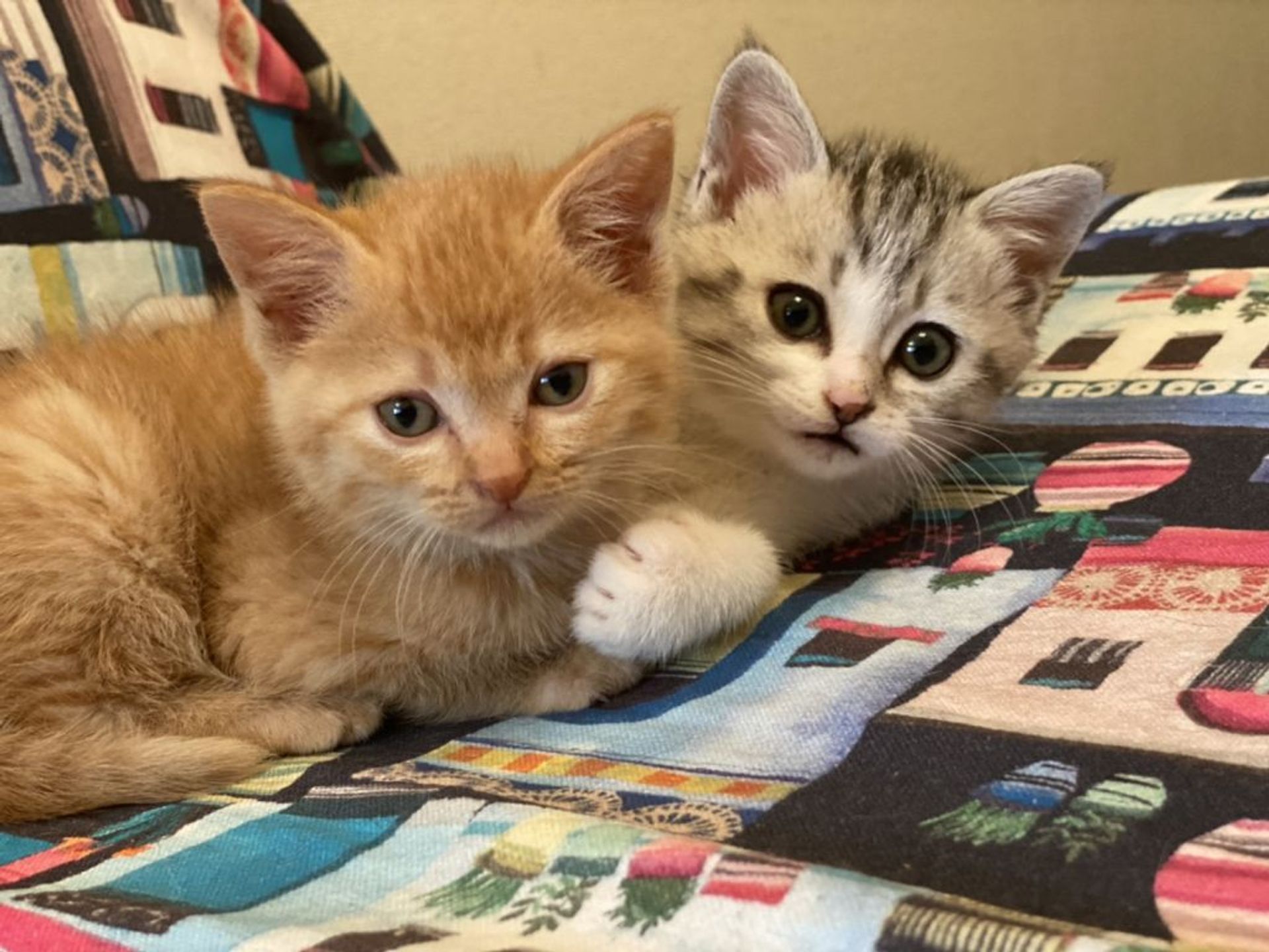 雑種（ミックス猫）・メスの里親募集の写真