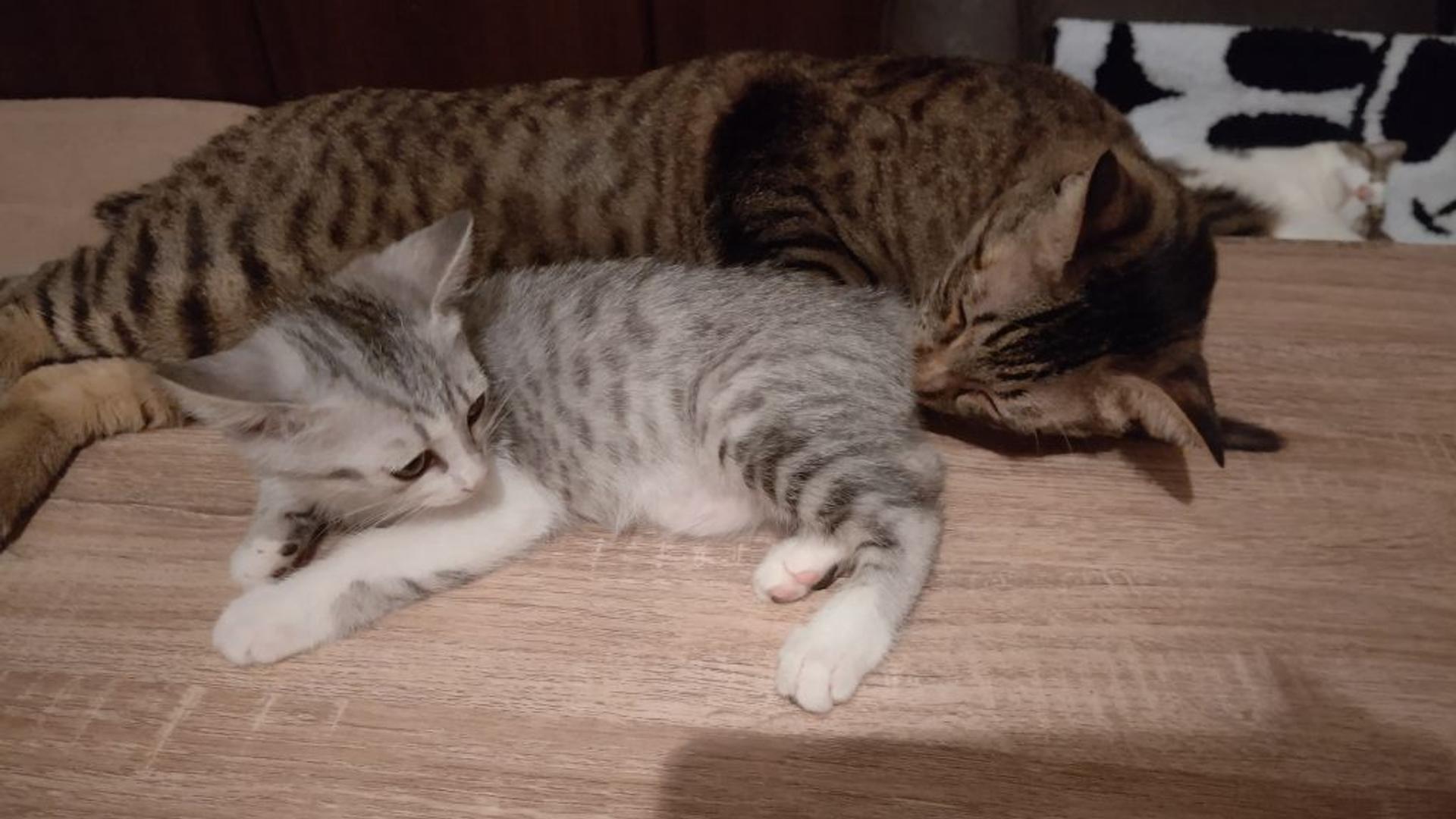 pet-image-3