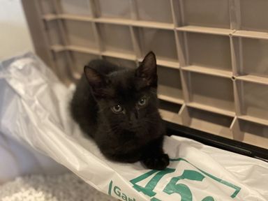 黒にゃん