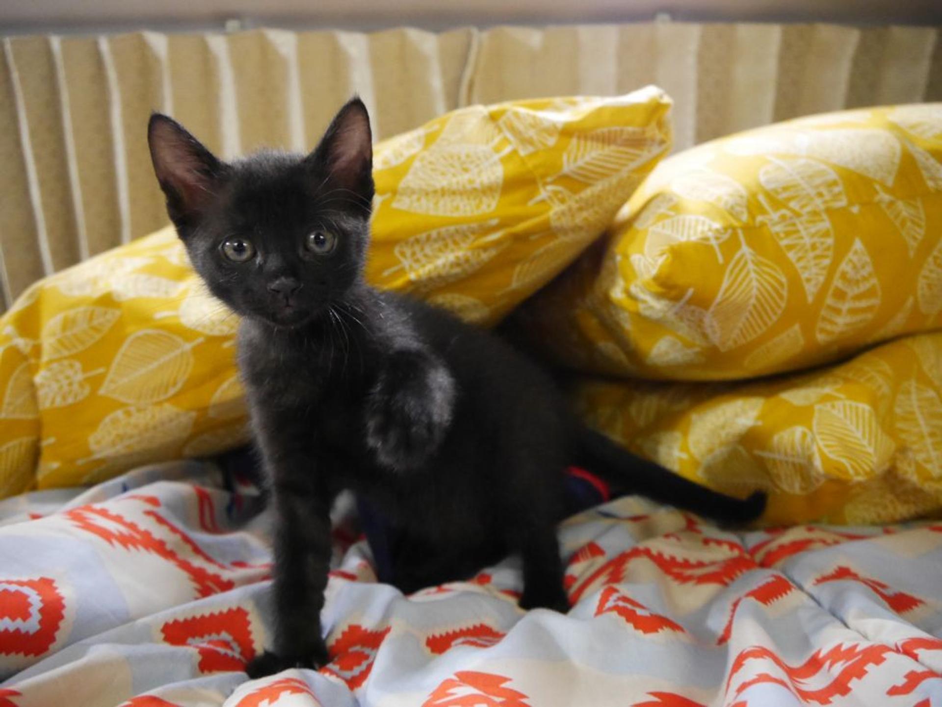 pet-image-2