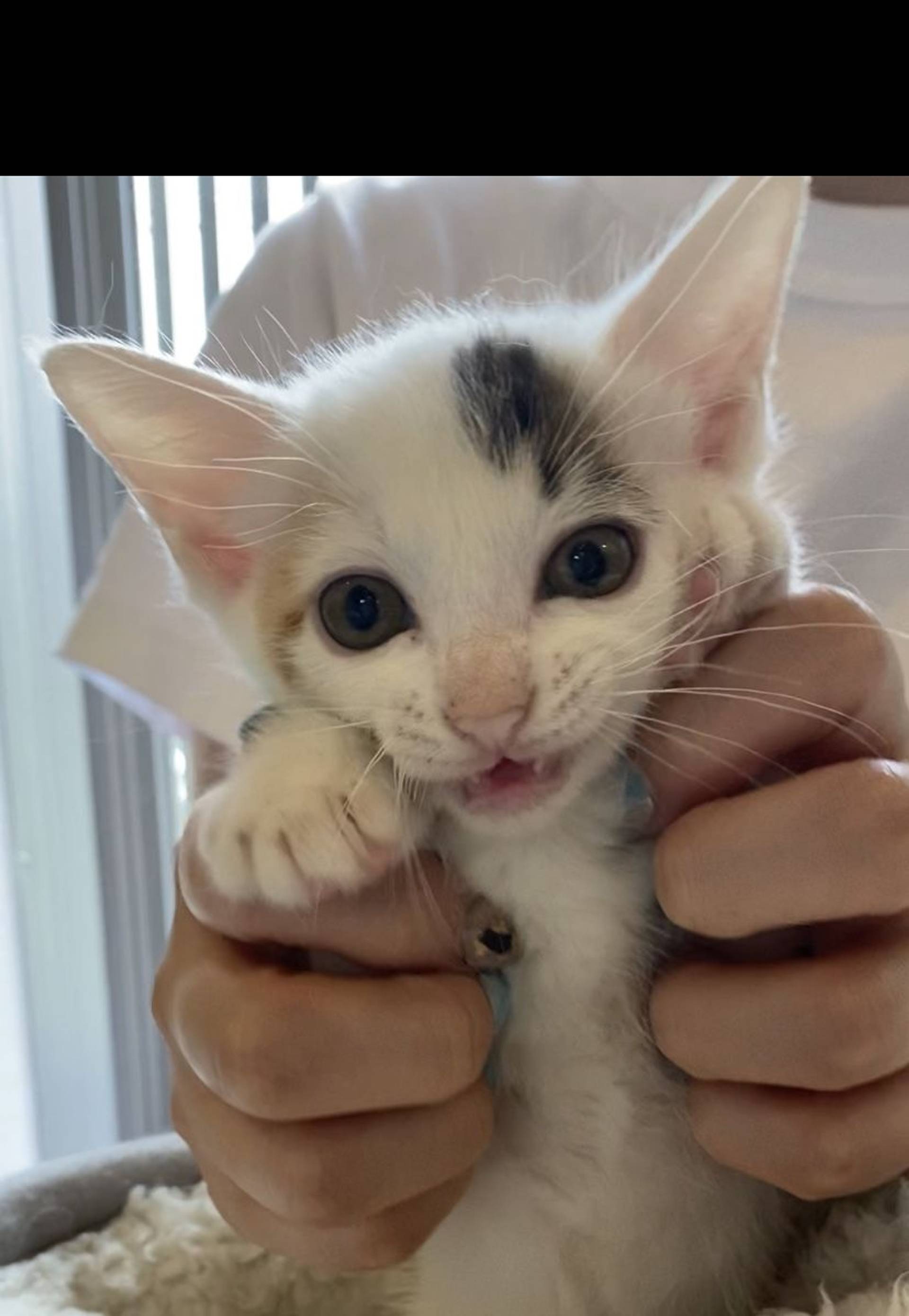 雑種（ミックス猫）・メスの里親募集の写真