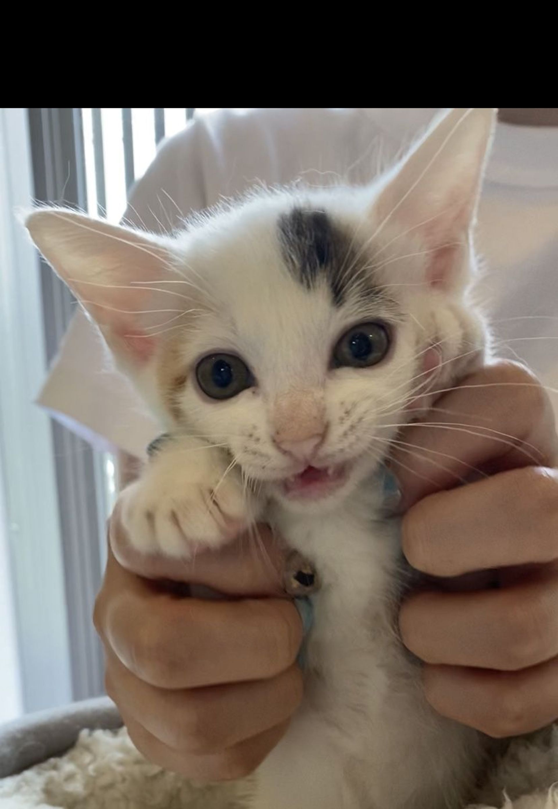 雑種（ミックス猫）・メスの里親募集の写真