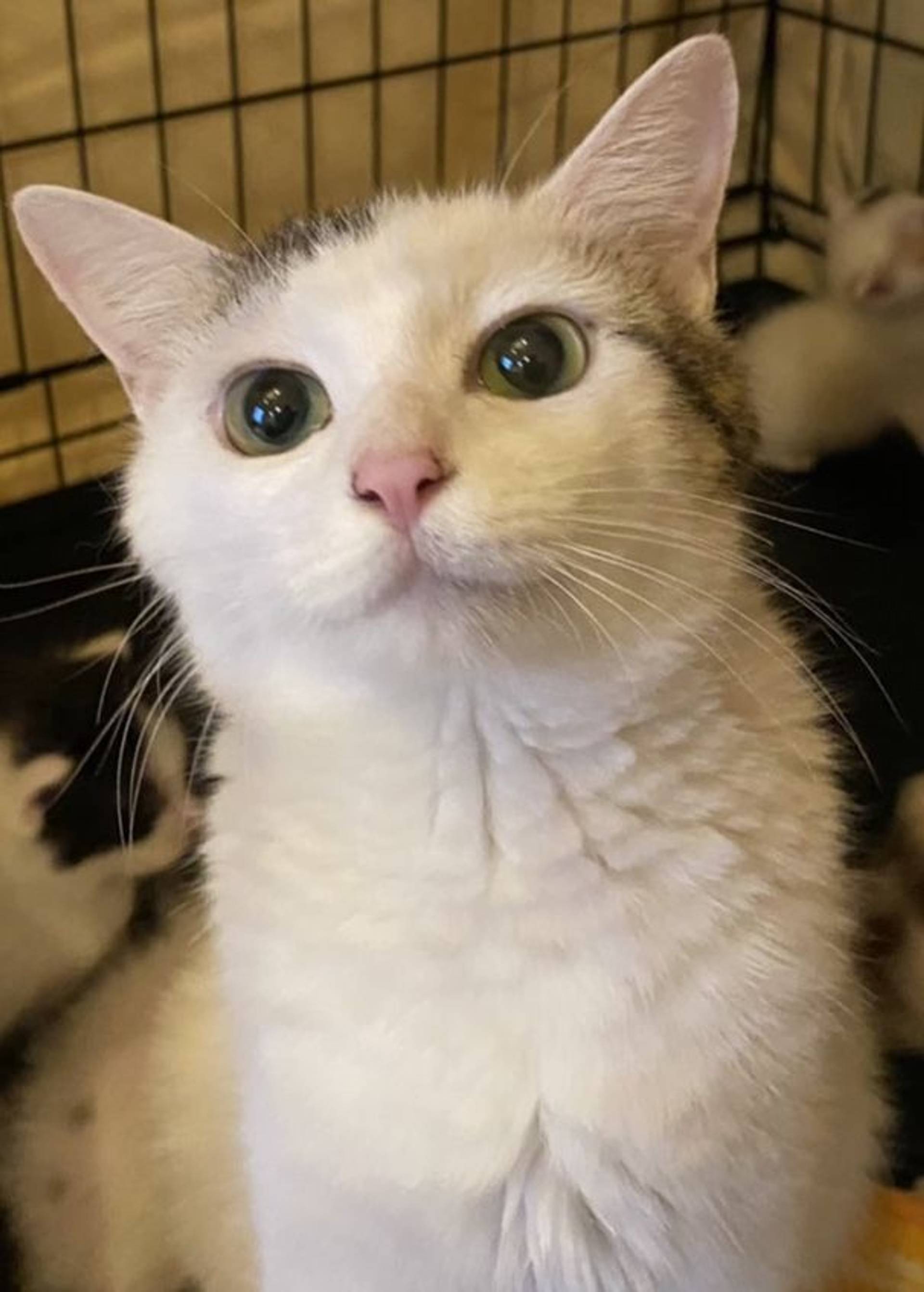 雑種（ミックス猫）・メスの里親募集の写真