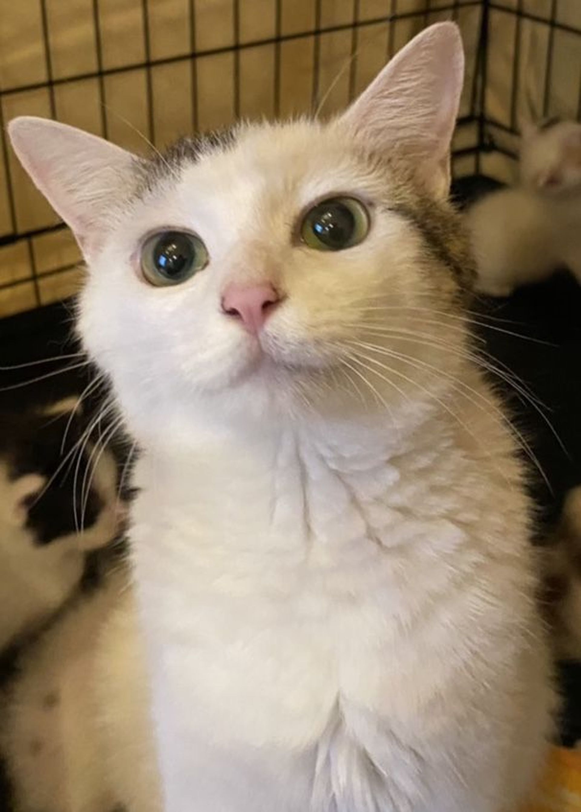 雑種（ミックス猫）・メスの里親募集の写真