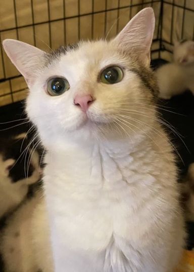 マミー