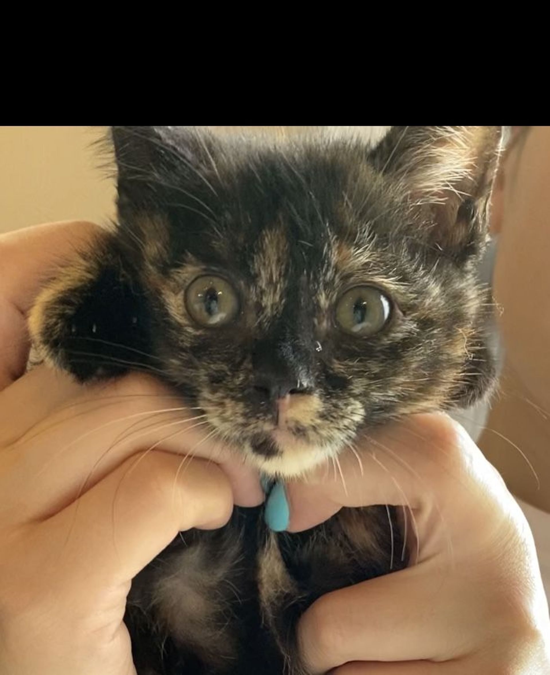 雑種（ミックス猫）・メスの里親募集の写真