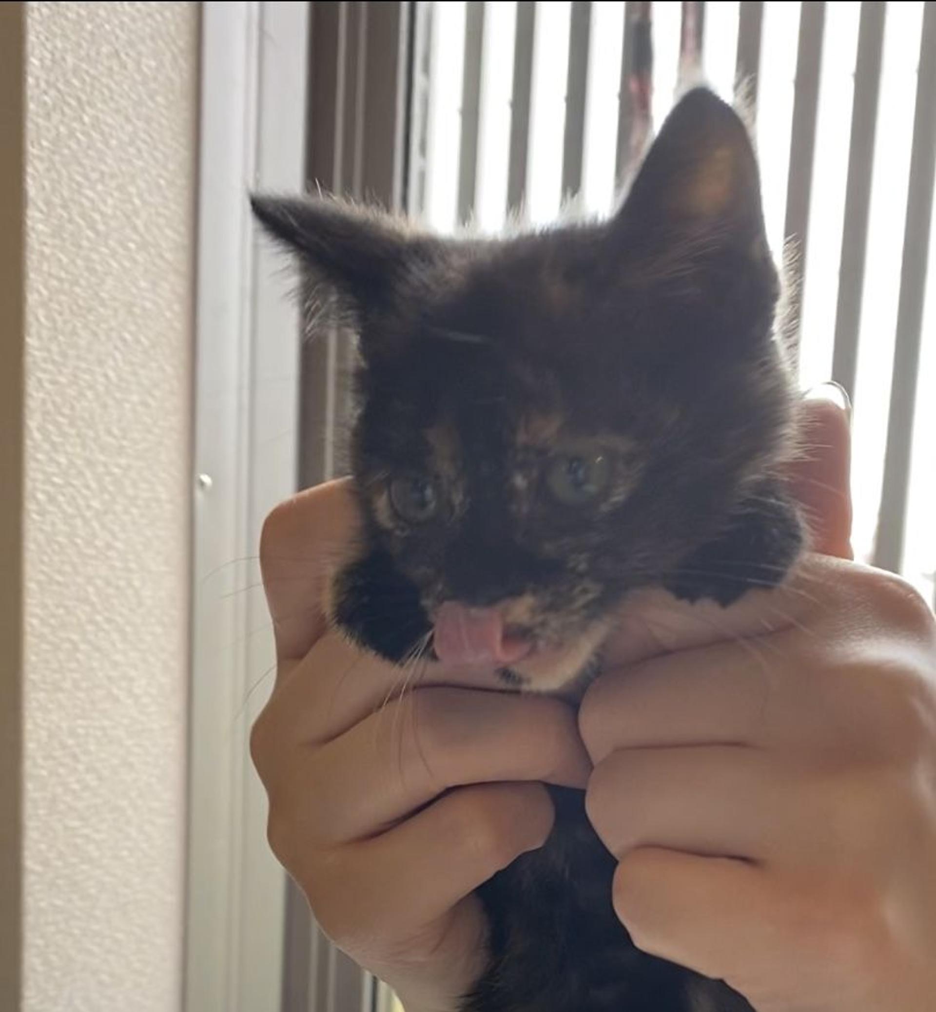 pet-image-2