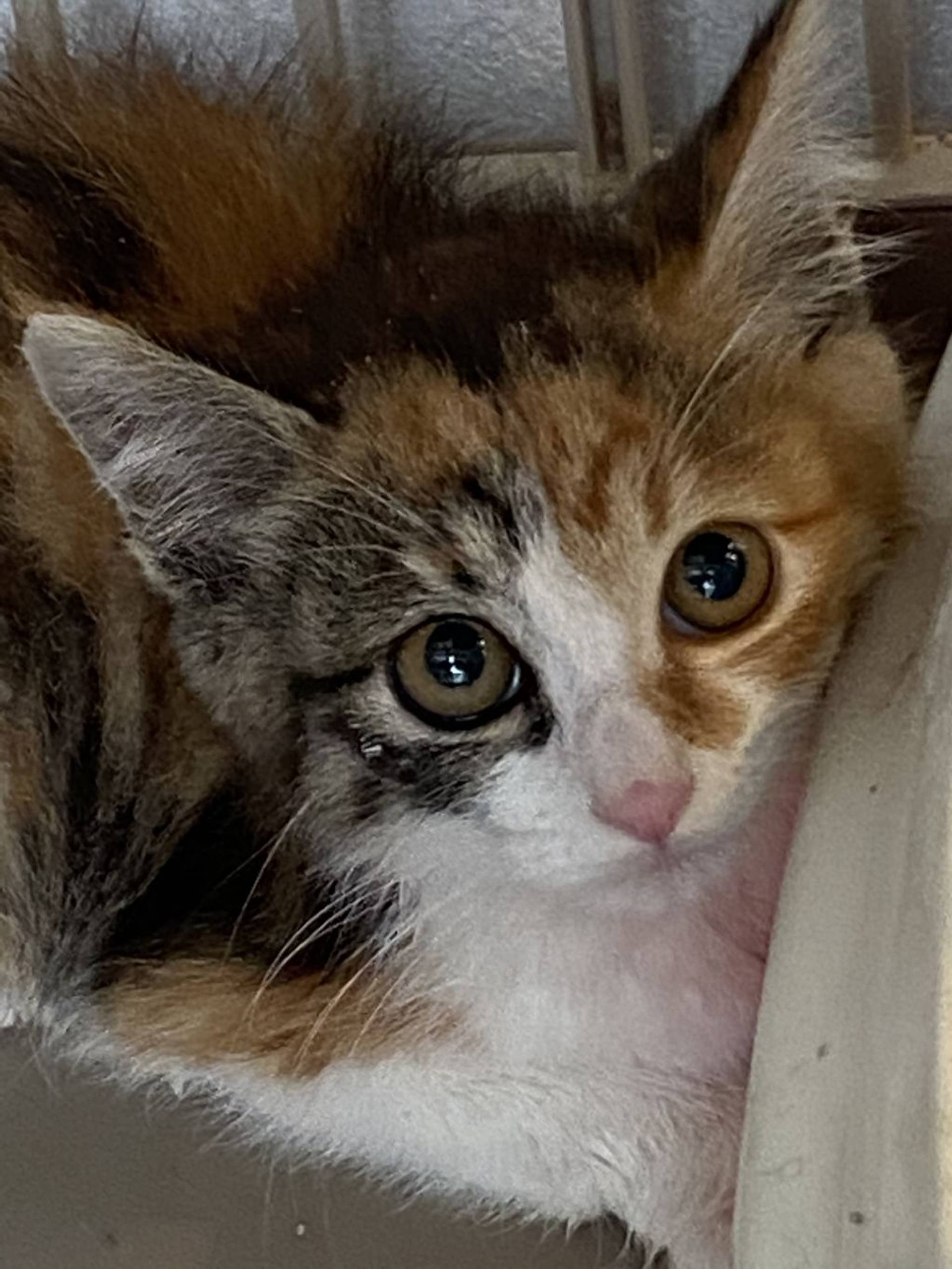 雑種（ミックス猫）・メスの里親募集の写真
