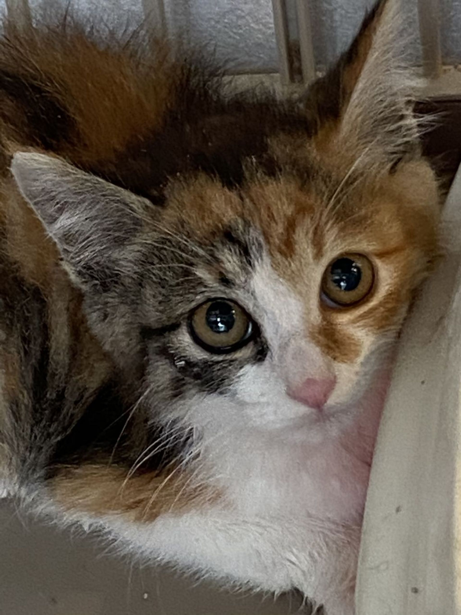 雑種（ミックス猫）・メスの里親募集の写真