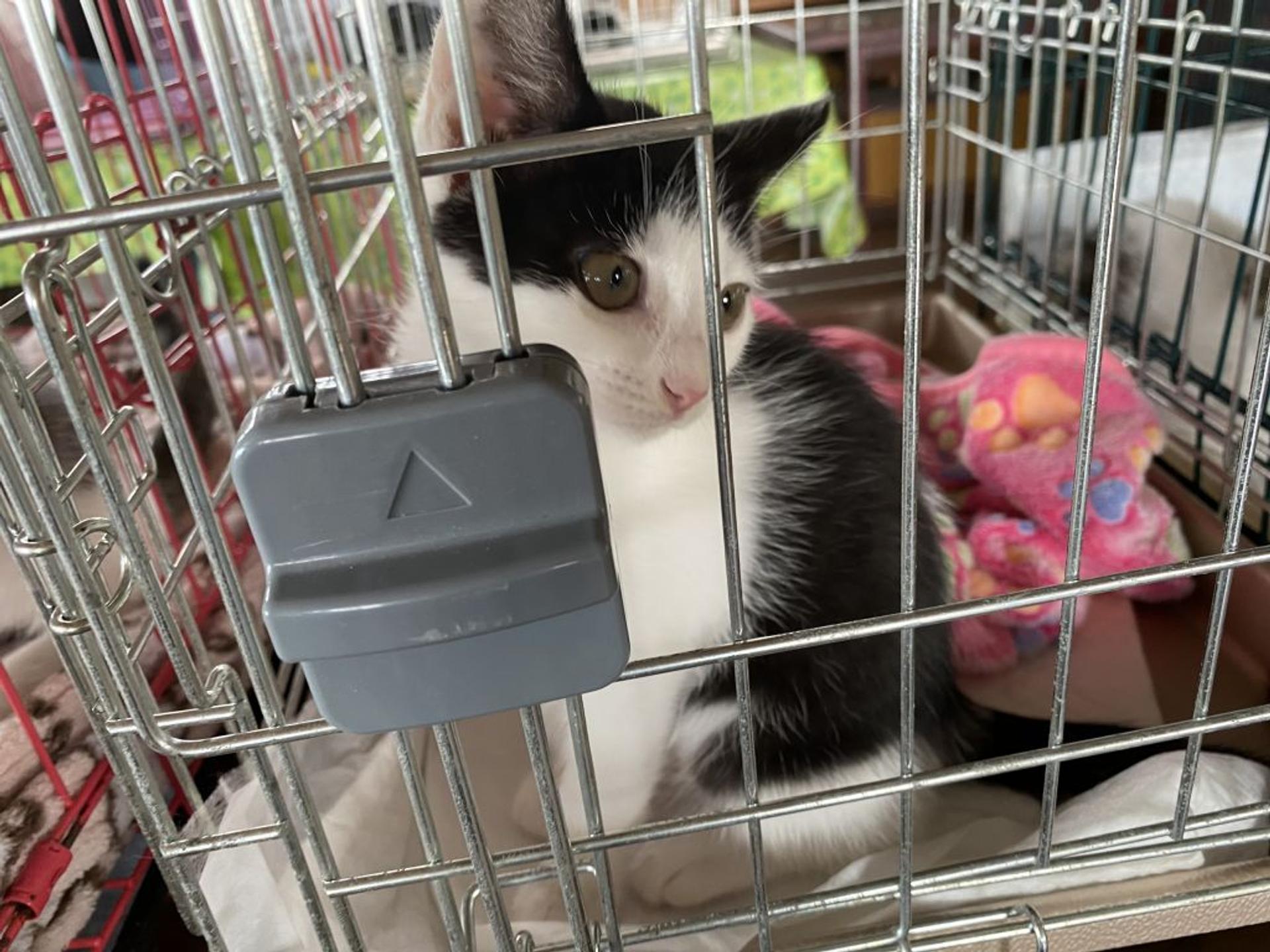 pet-image-3