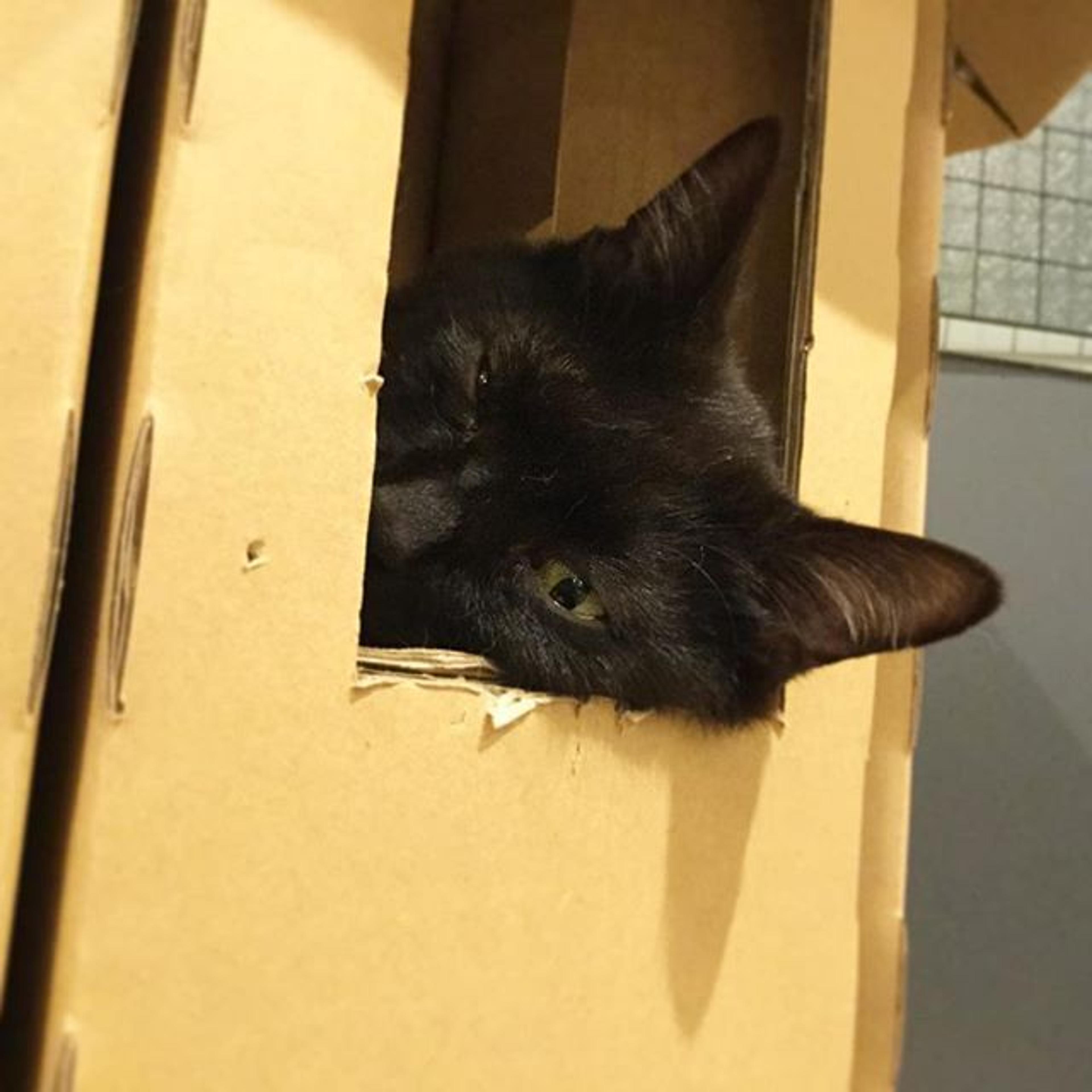 pet-image-2