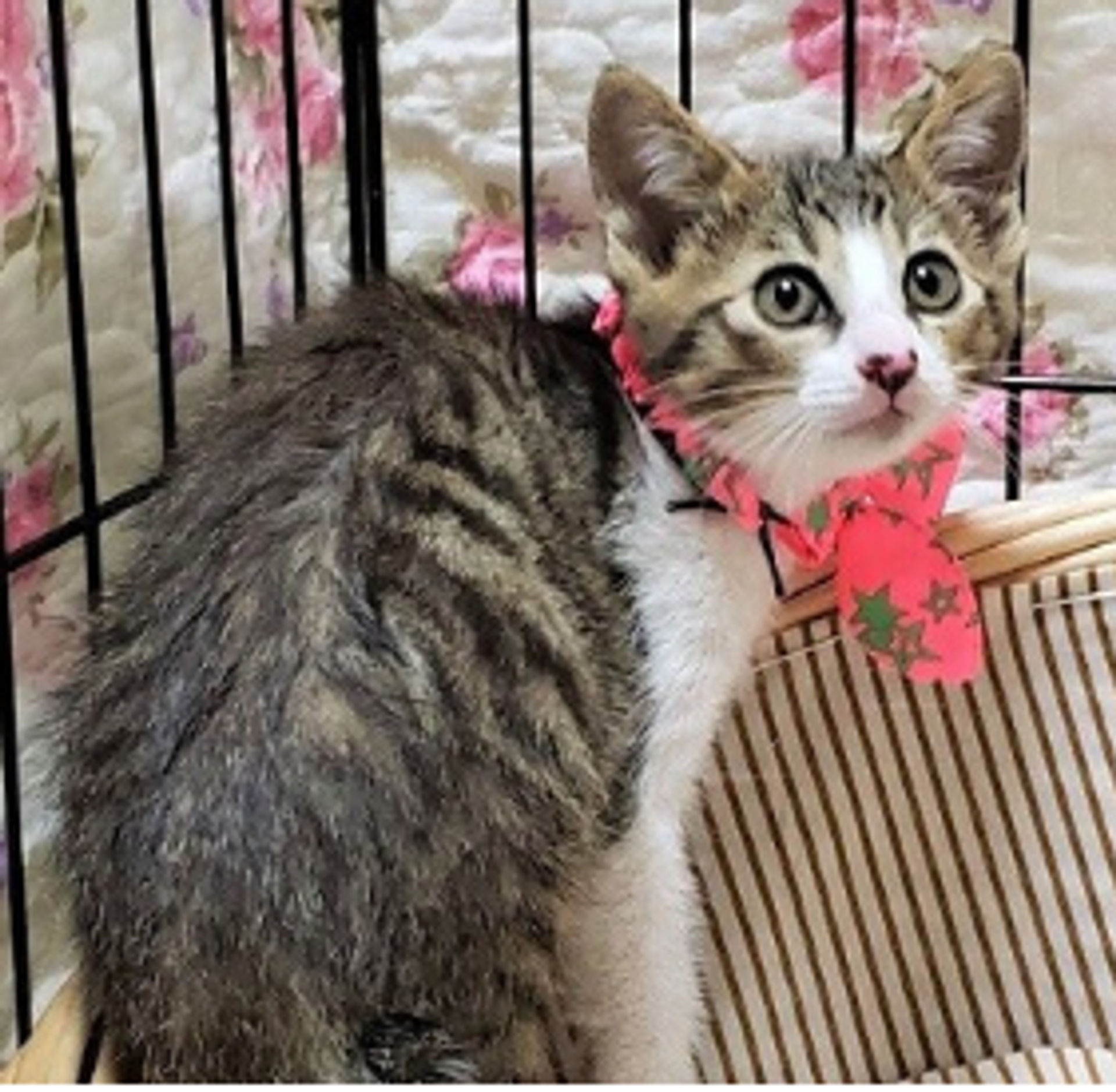 雑種（ミックス猫）・メスの里親募集の写真