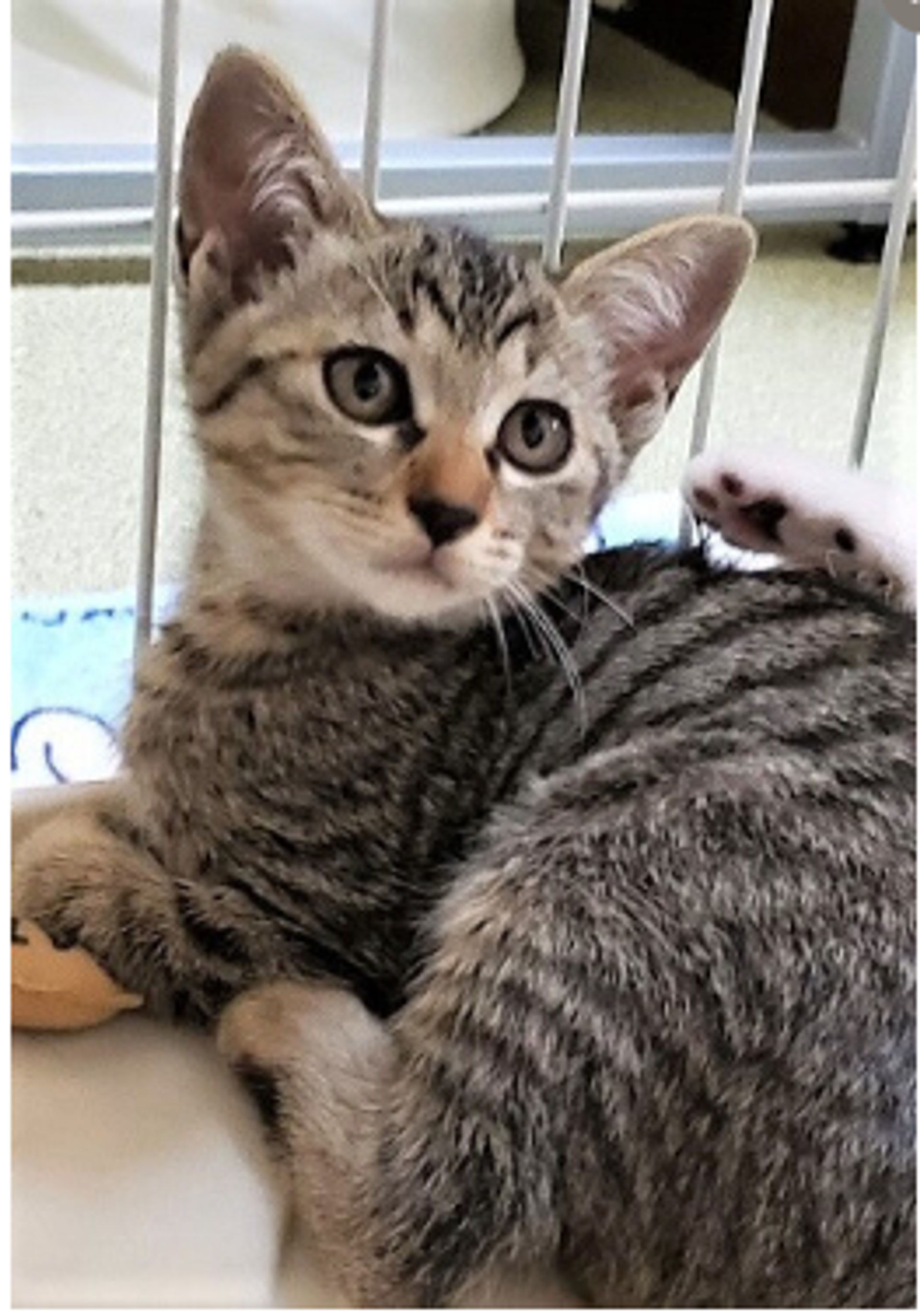 雑種（ミックス猫）・オスの里親募集の写真