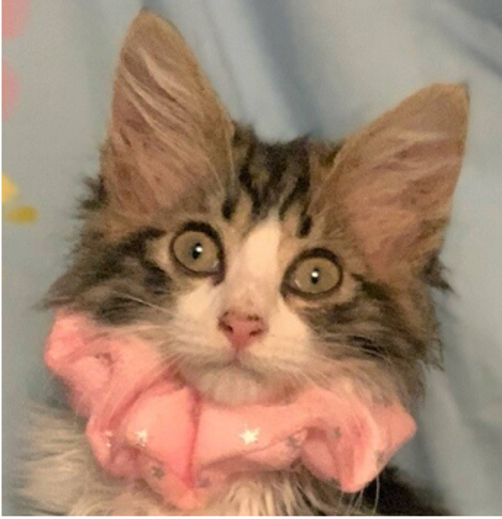 雑種（ミックス猫）・メスの里親募集の写真