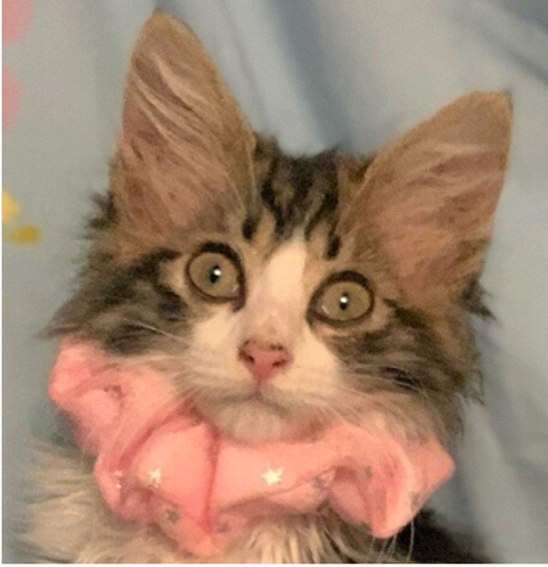 雑種（ミックス猫）・メスの里親募集の写真