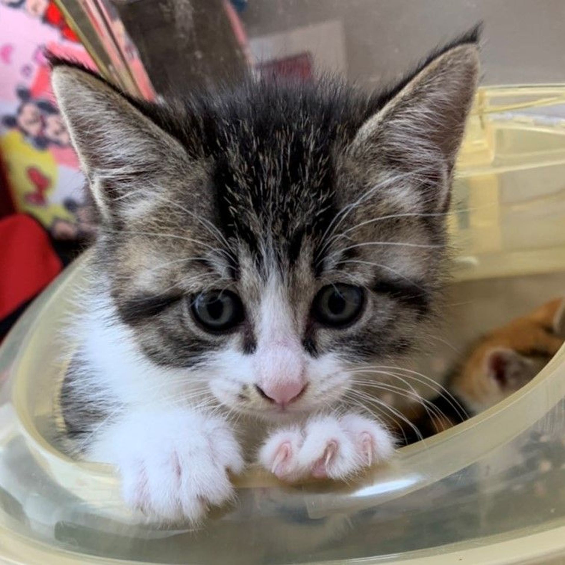 雑種（ミックス猫）・オスの里親募集の写真