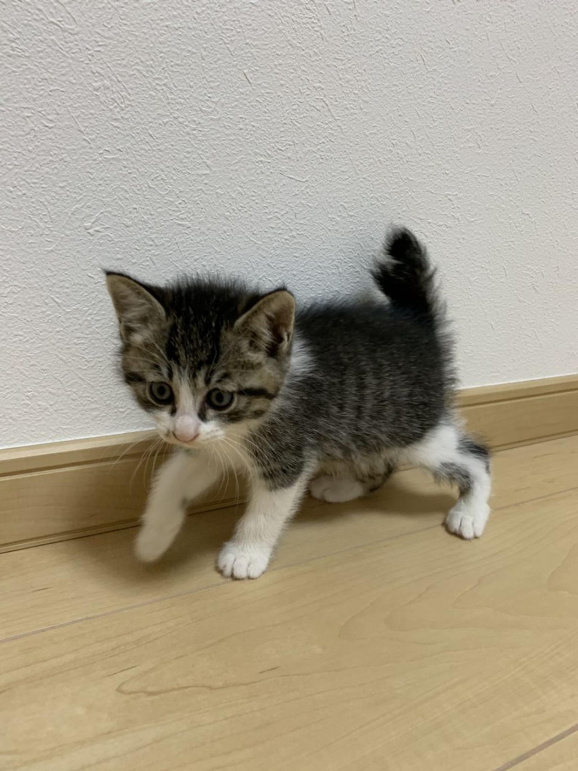 pet-image-3