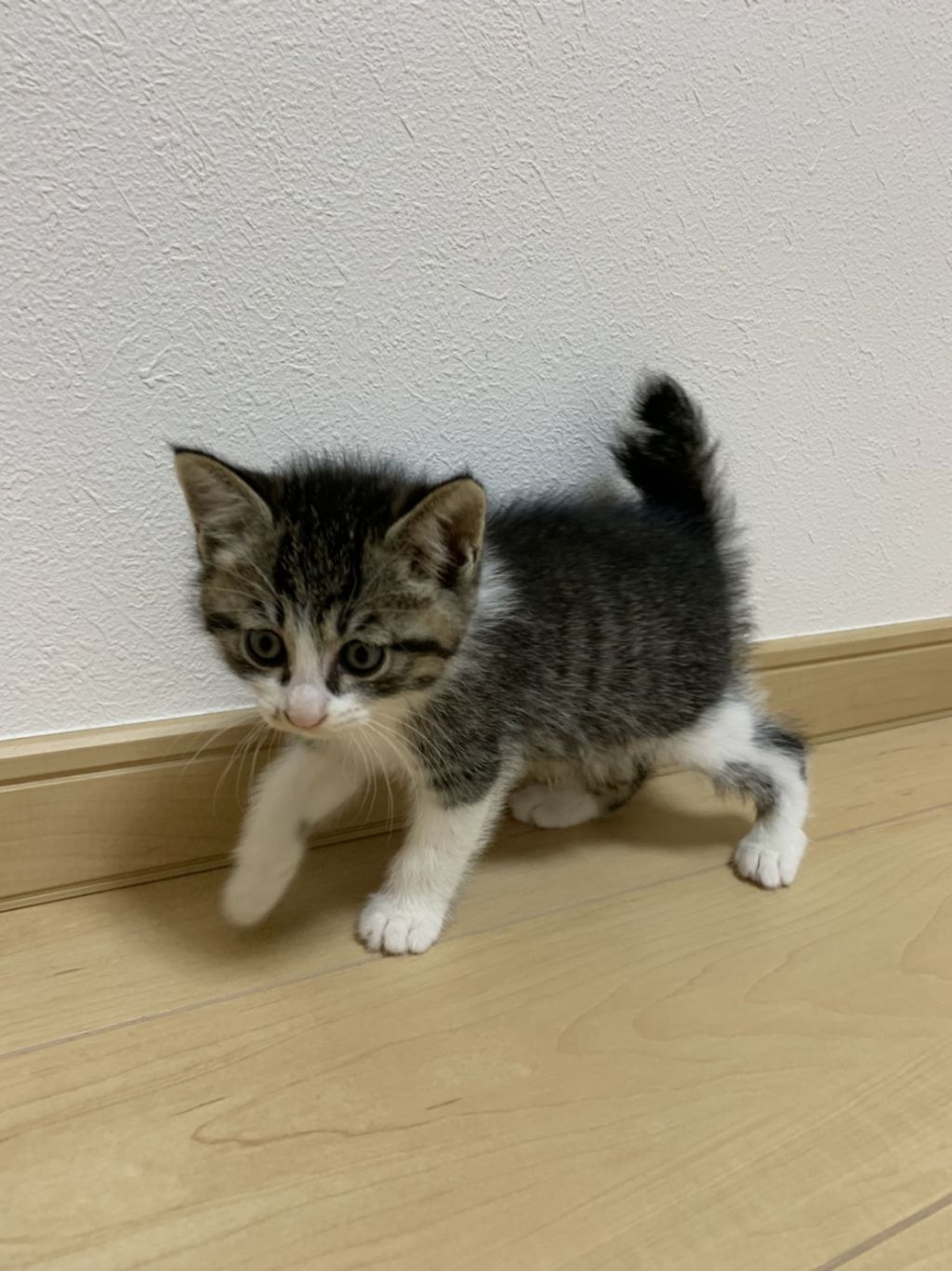pet-image-3