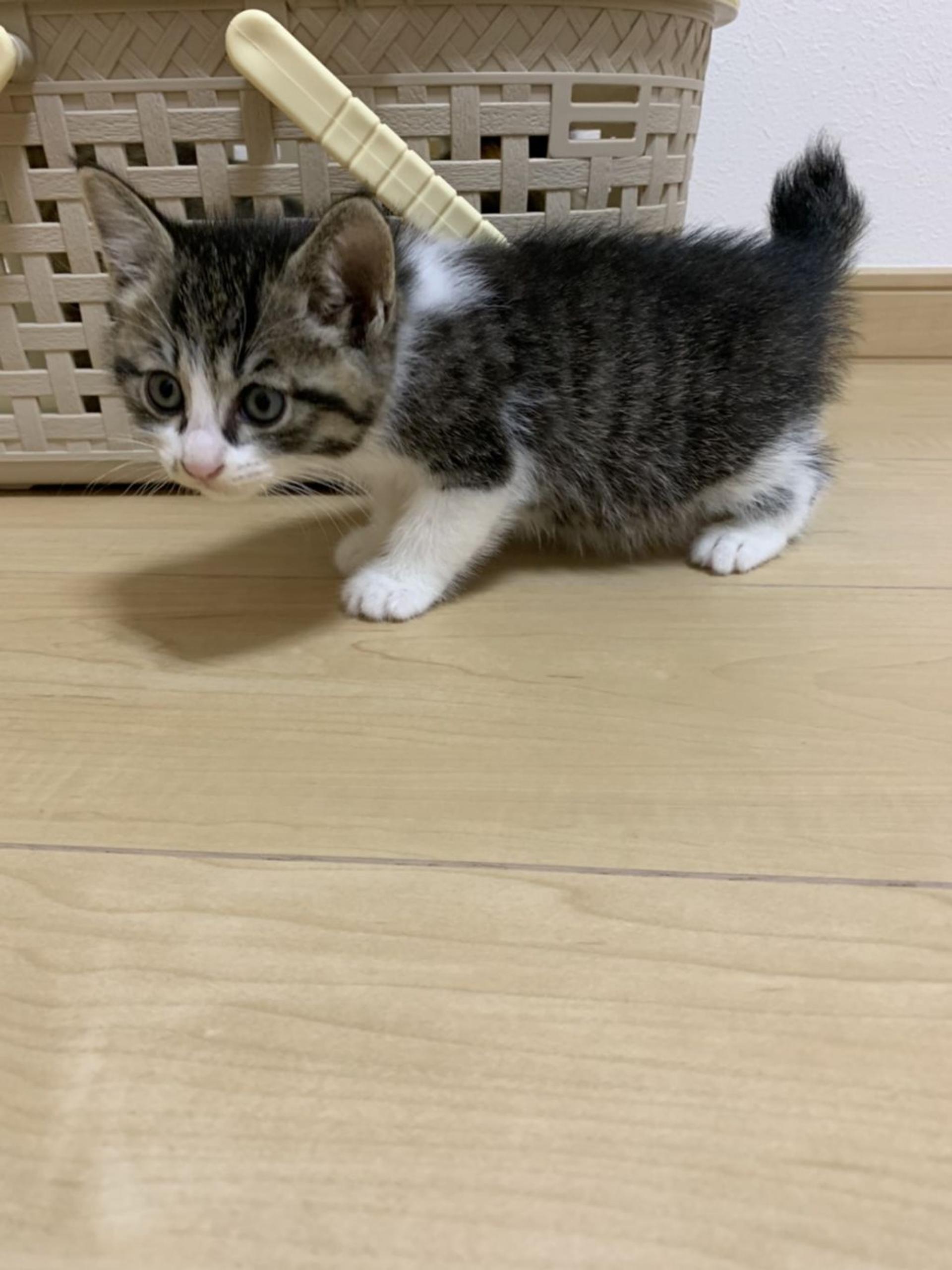 pet-image-4