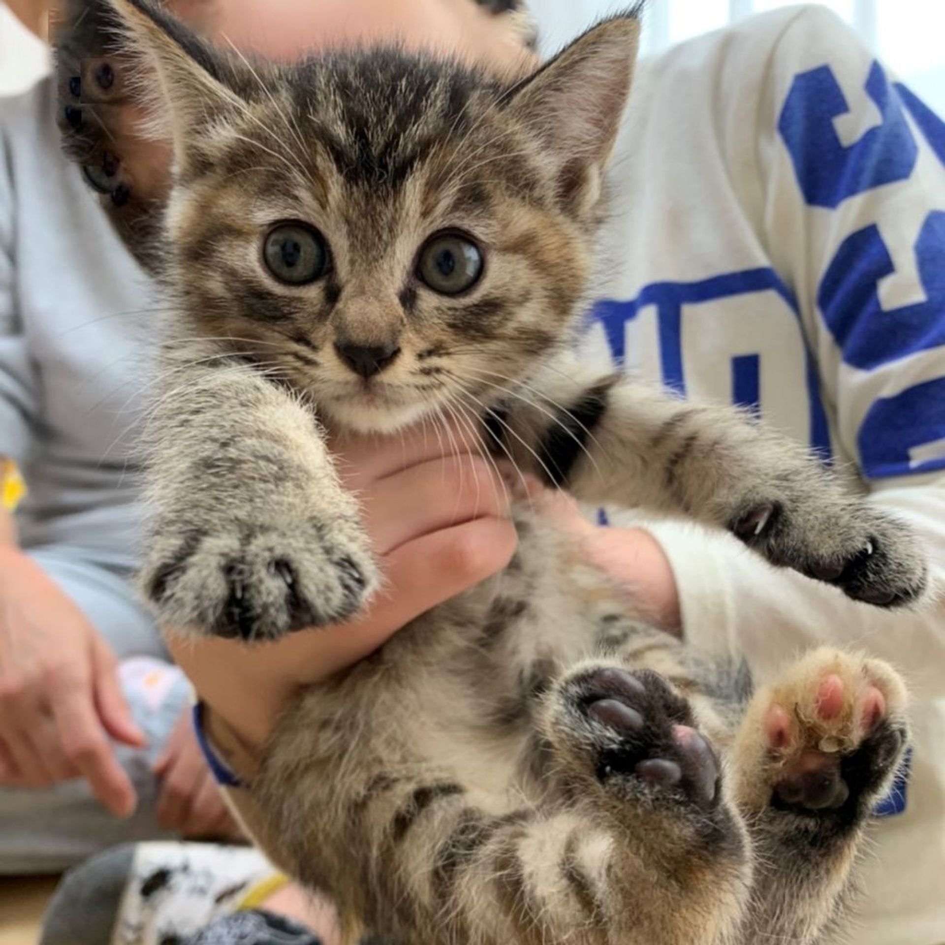 雑種（ミックス猫）・メスの里親募集の写真