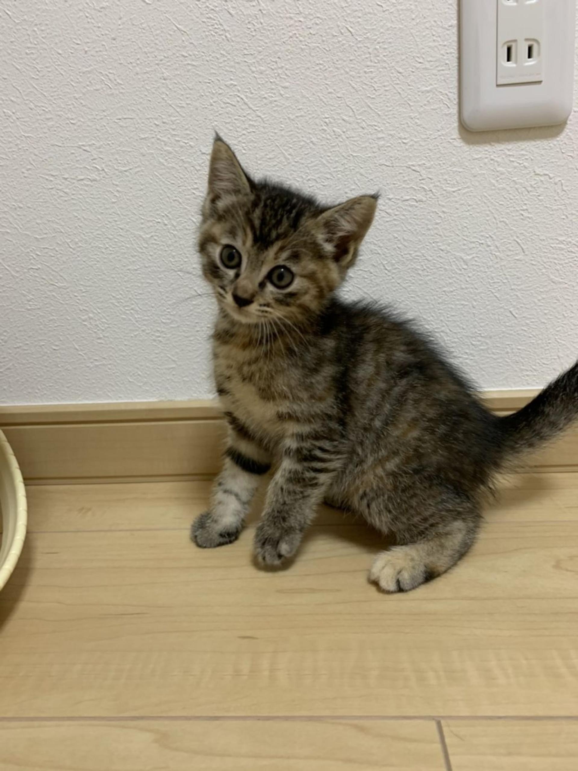pet-image-3