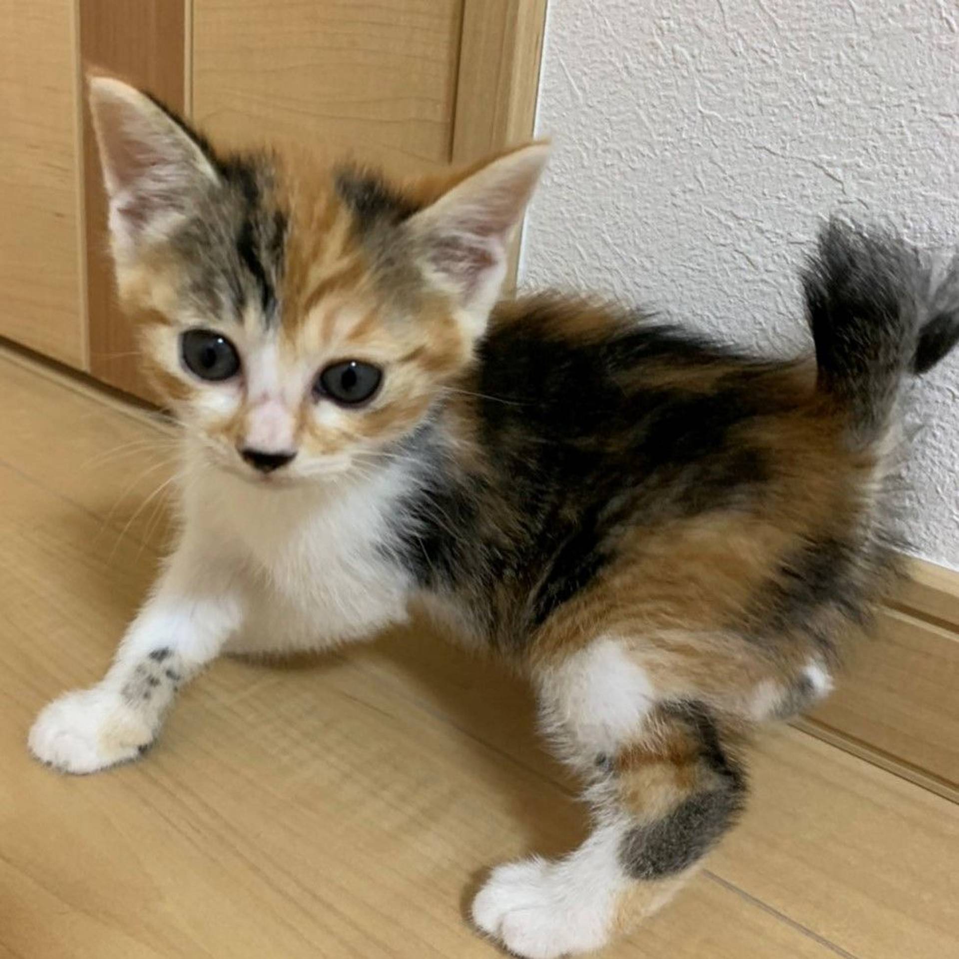 雑種（ミックス猫）・メスの里親募集の写真