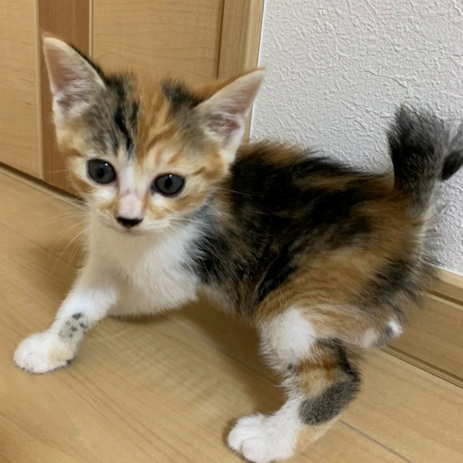 雑種（ミックス猫）・メスの里親募集の写真