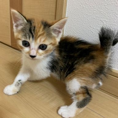 かたの写真