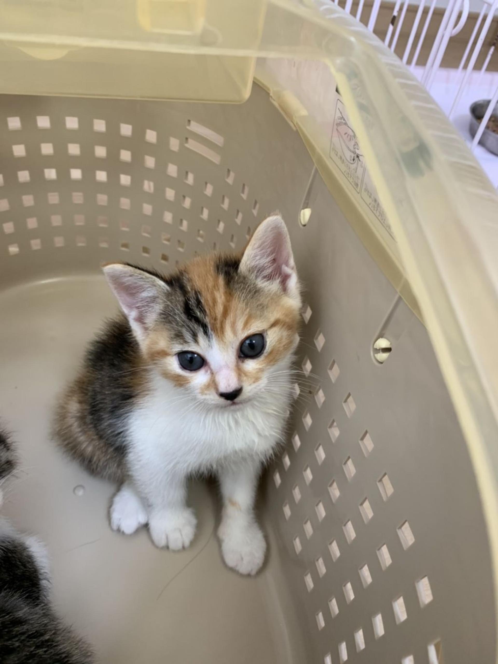 pet-image-2
