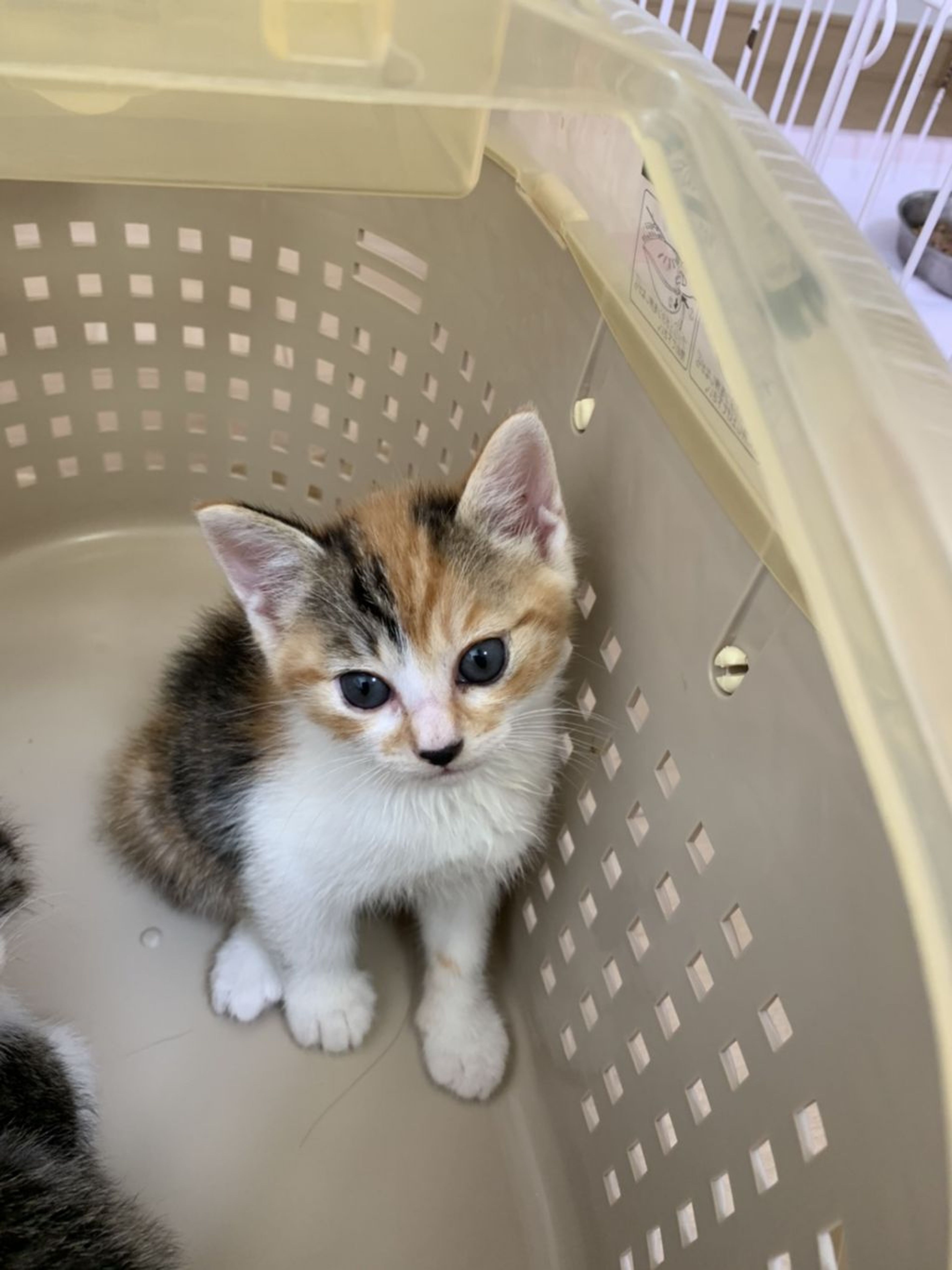 pet-image-2