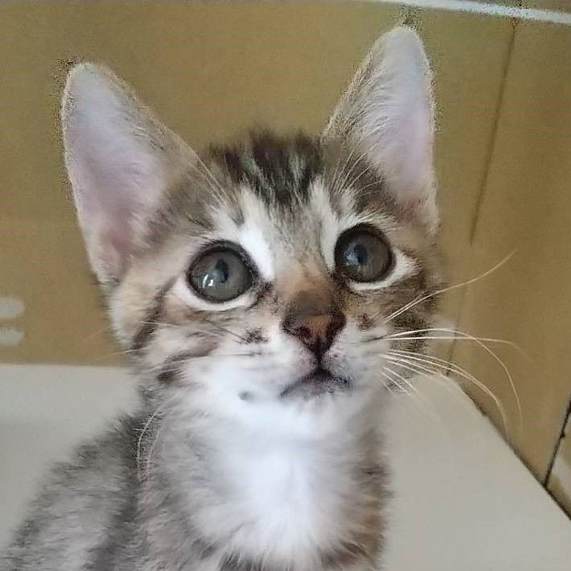 雑種（ミックス猫）・メスの里親募集の写真