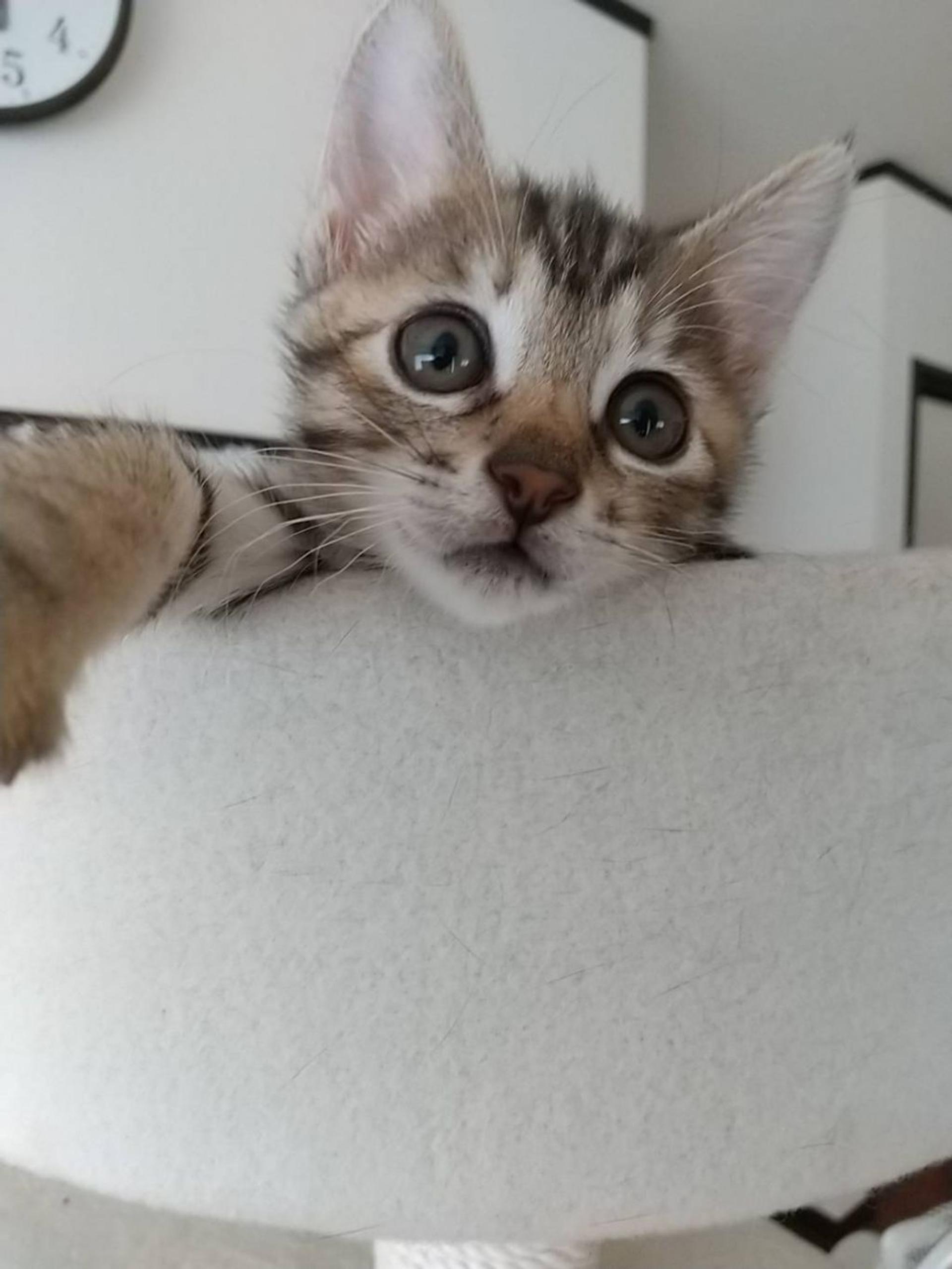 pet-image-3