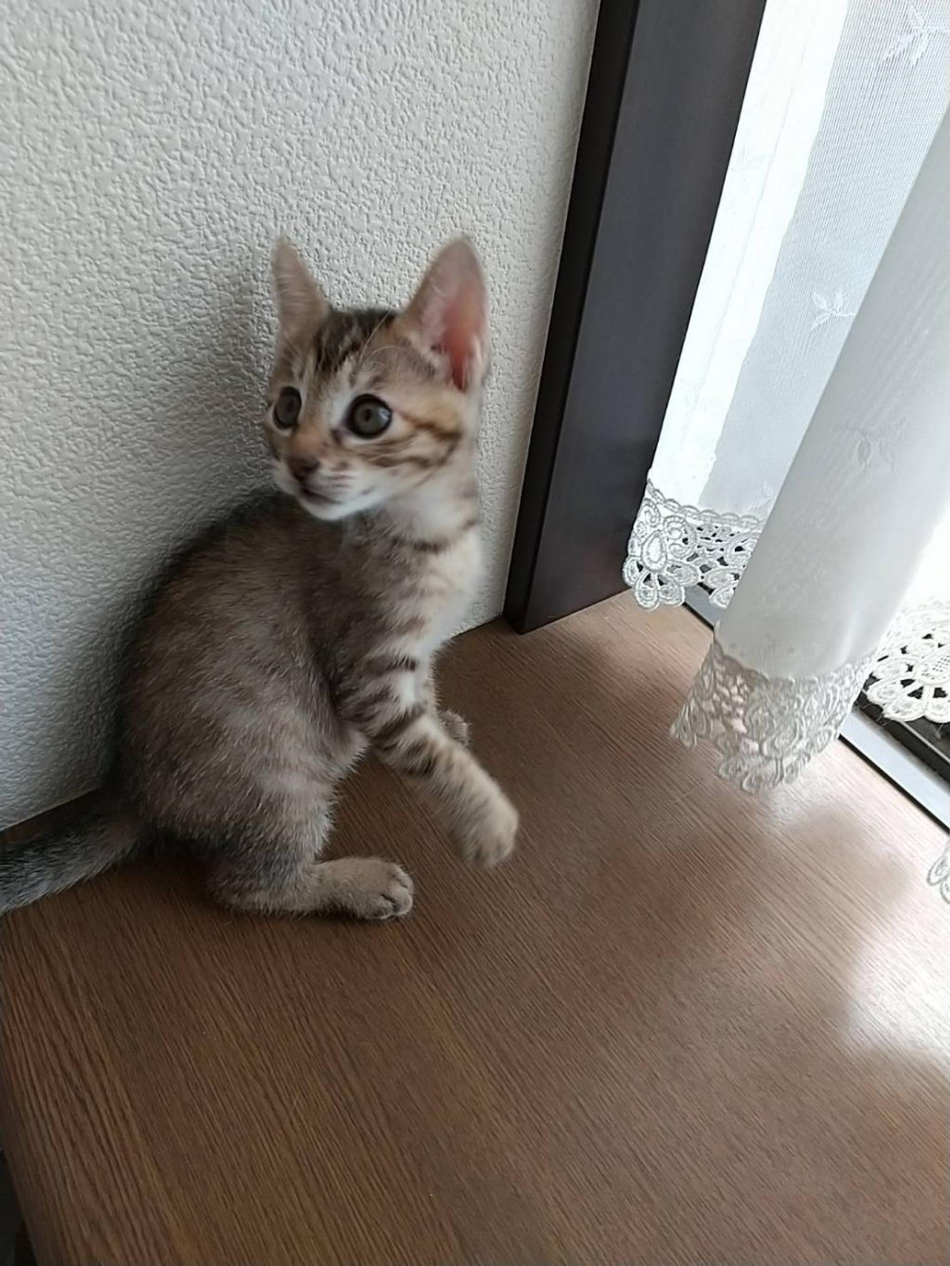 pet-image-5