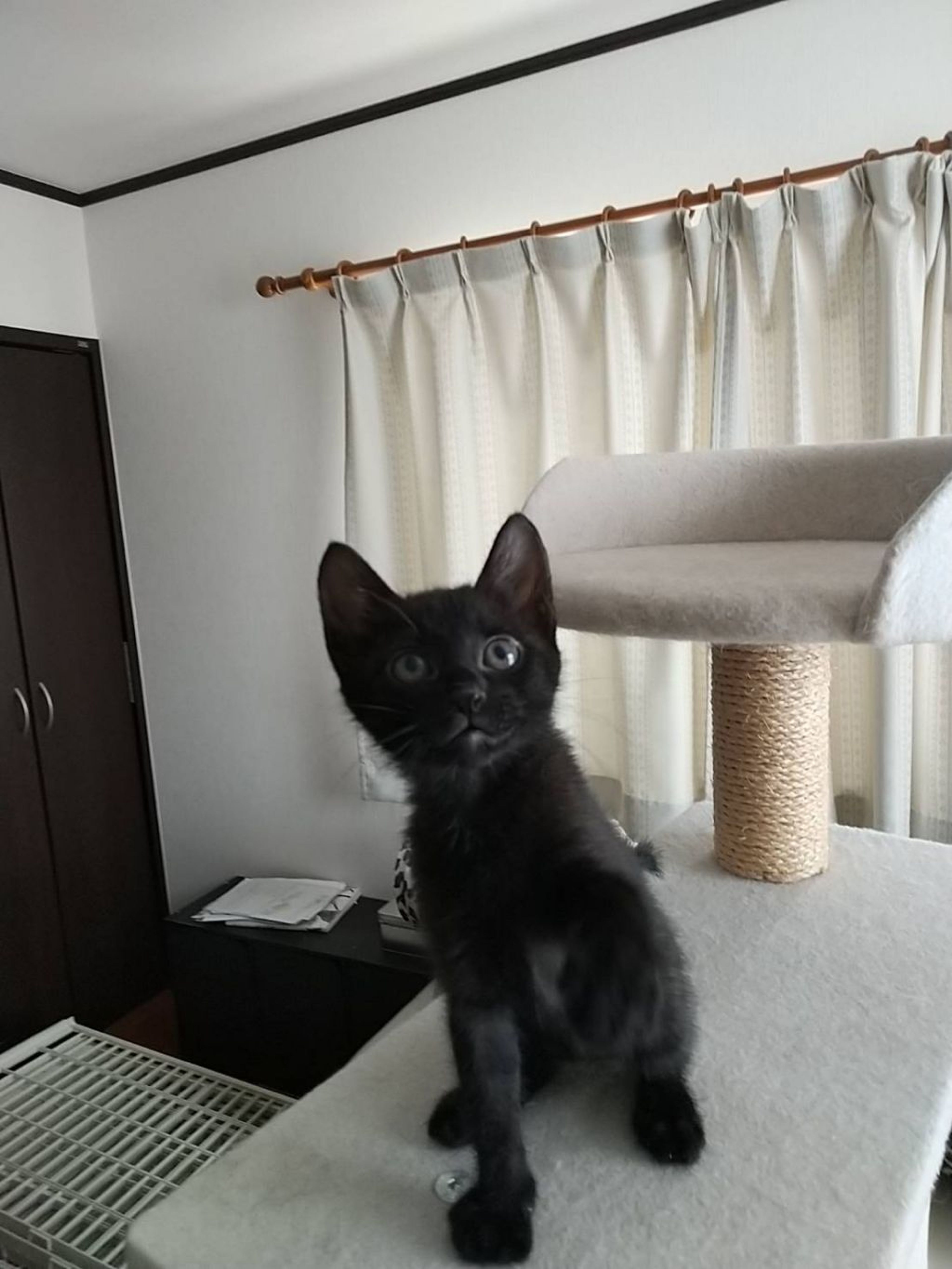 pet-image-4