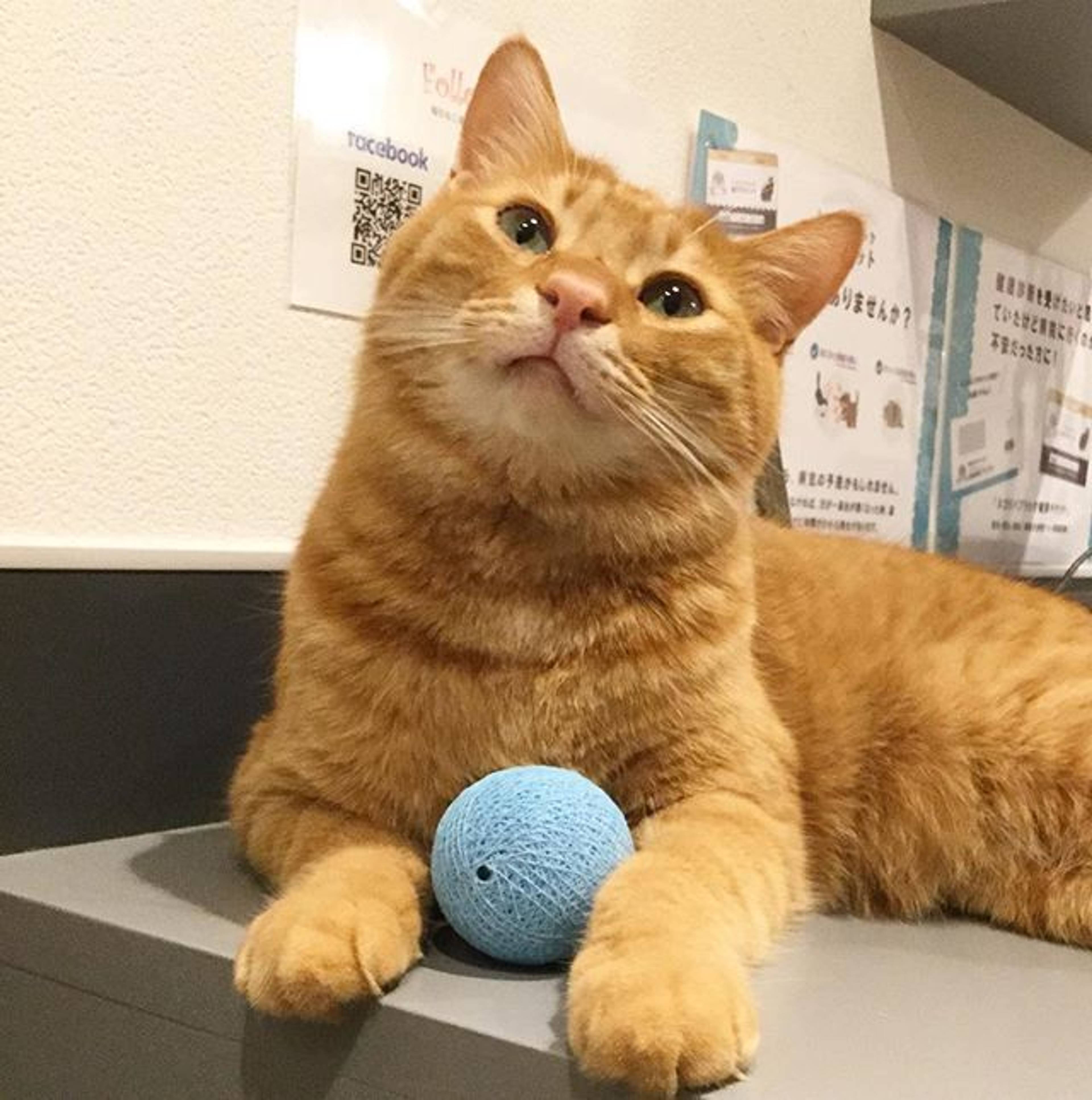 雑種（ミックス猫）・オスの里親募集の写真