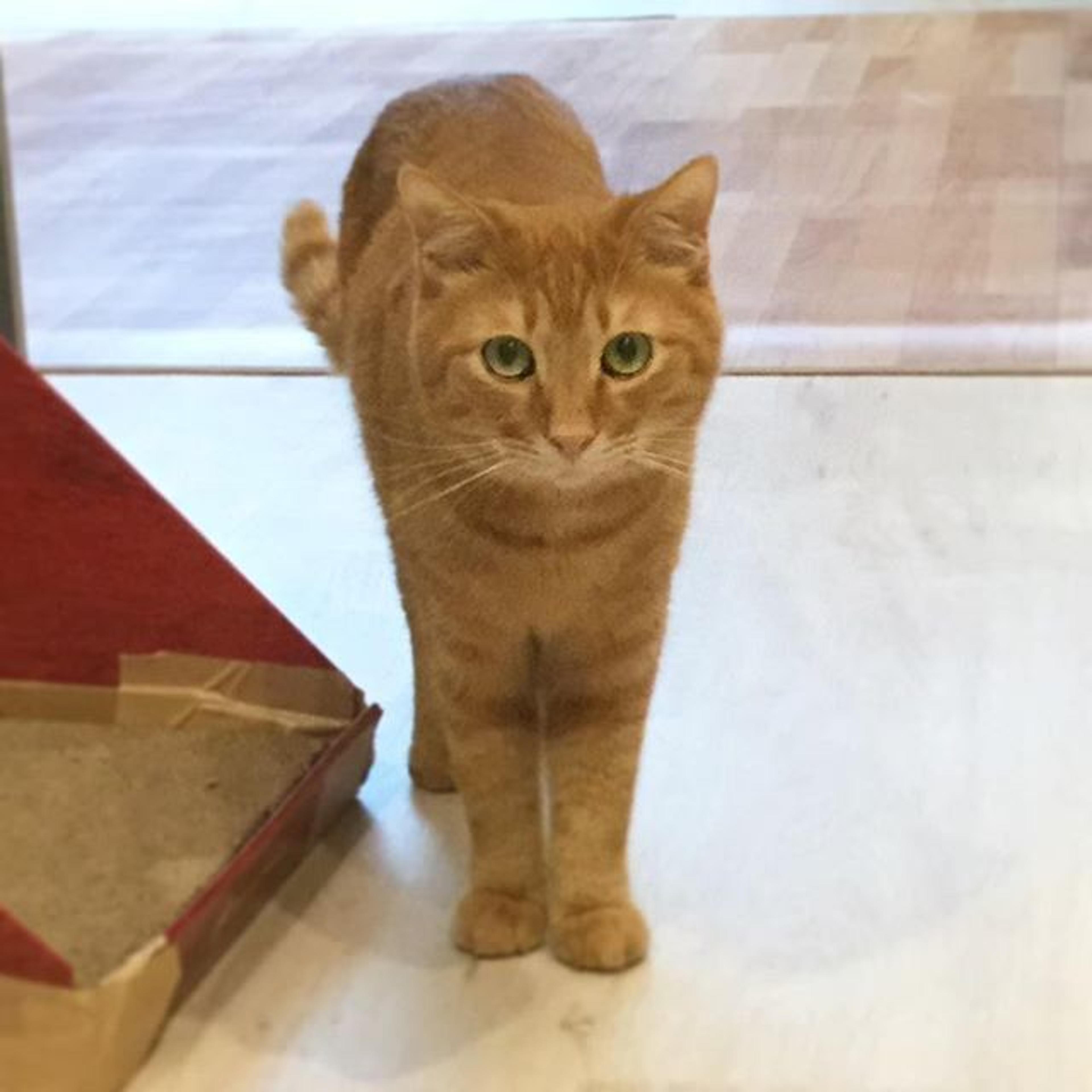 pet-image-2