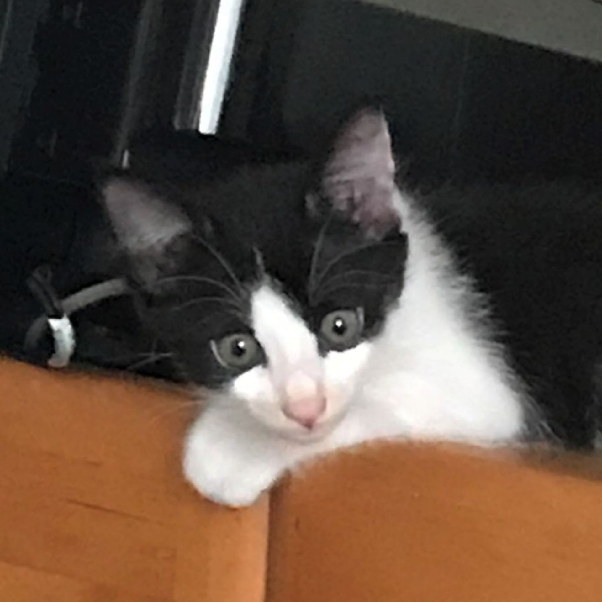 雑種（ミックス猫）・オスの里親募集の写真