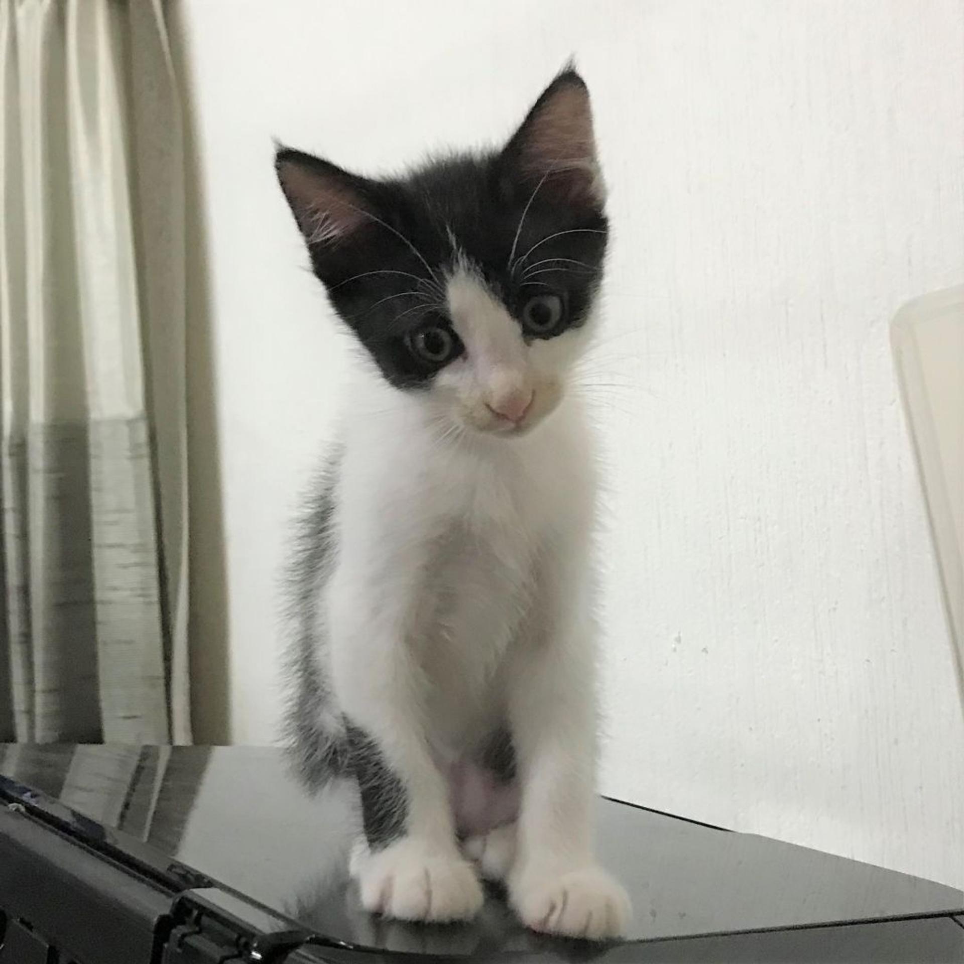 pet-image-2