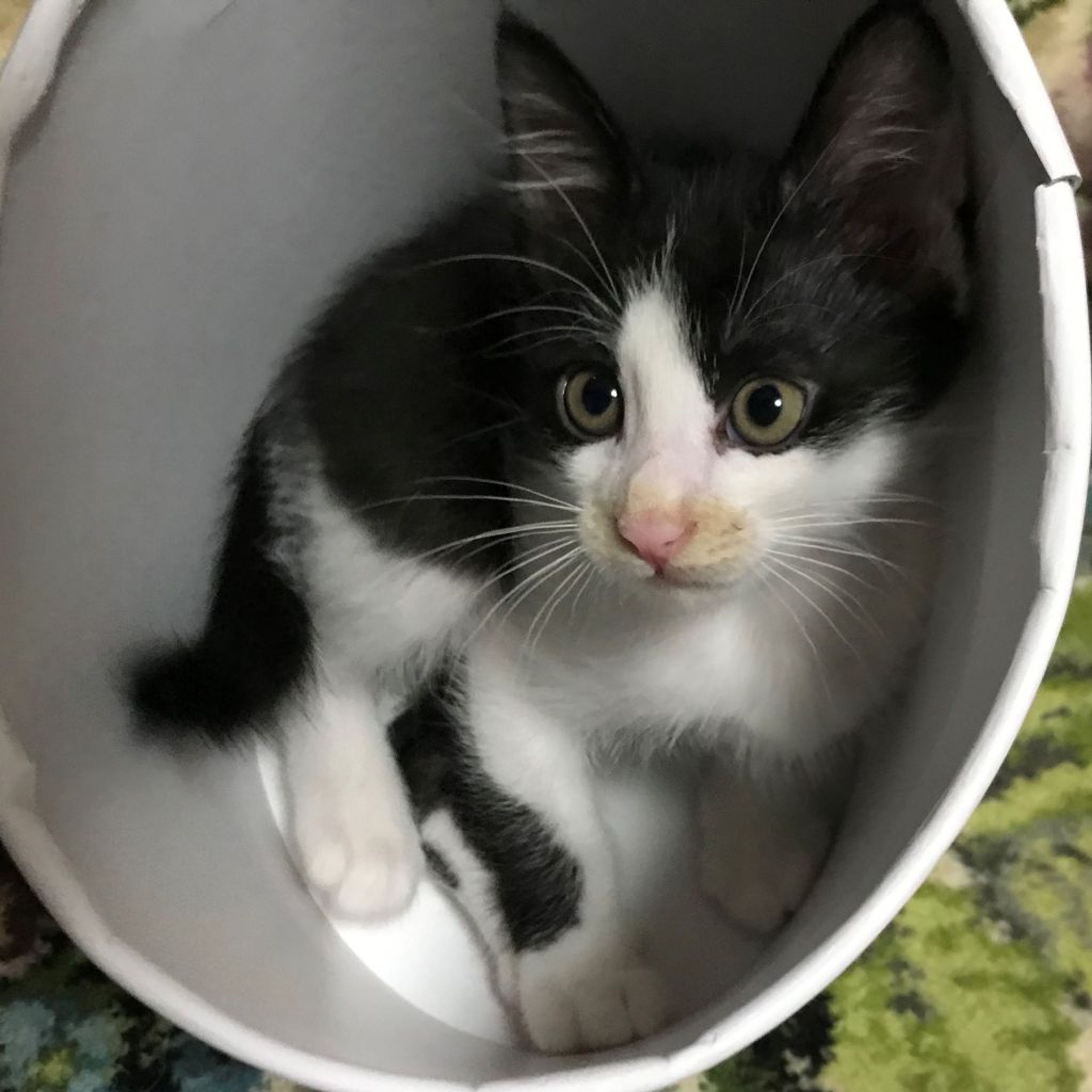 pet-image-3