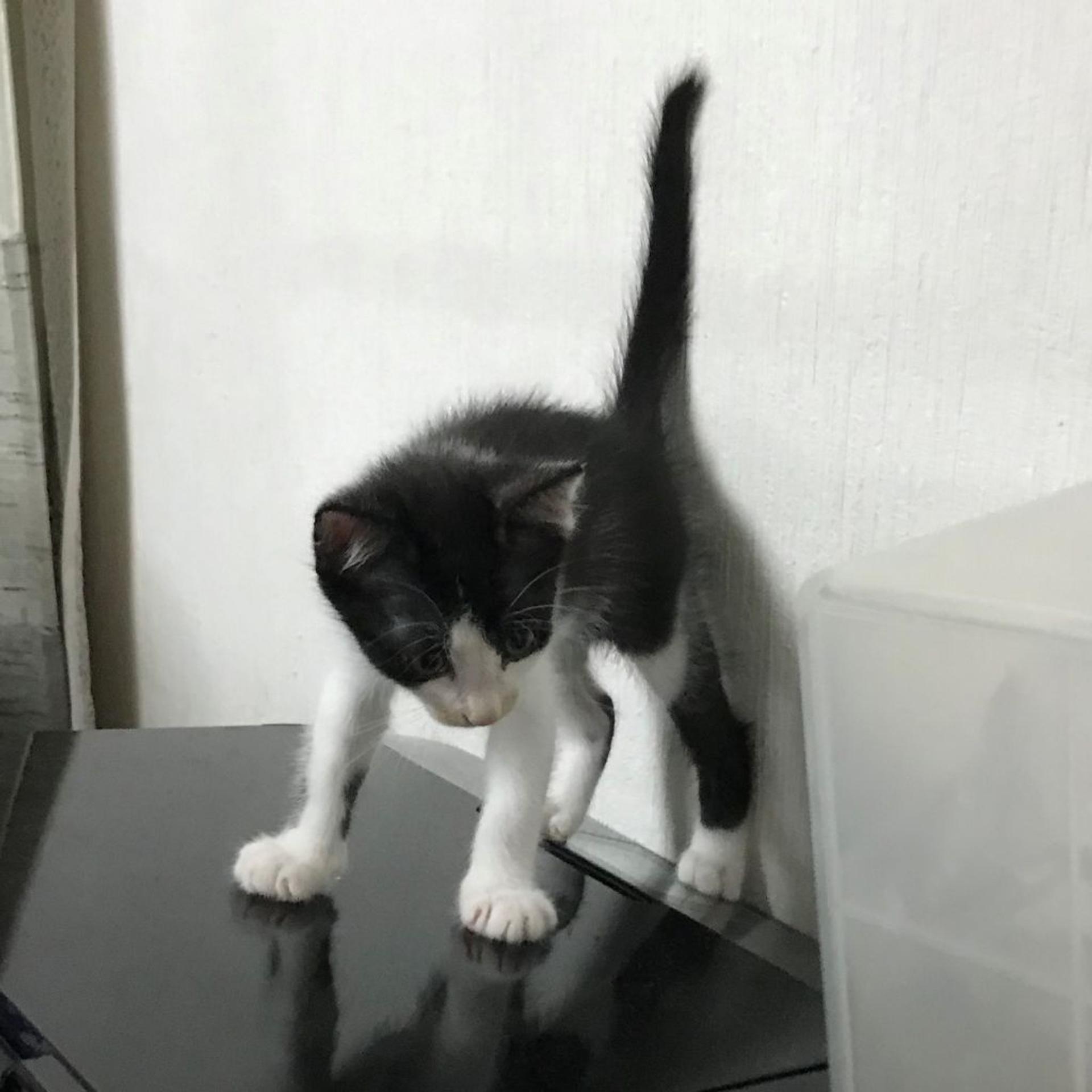 pet-image-4