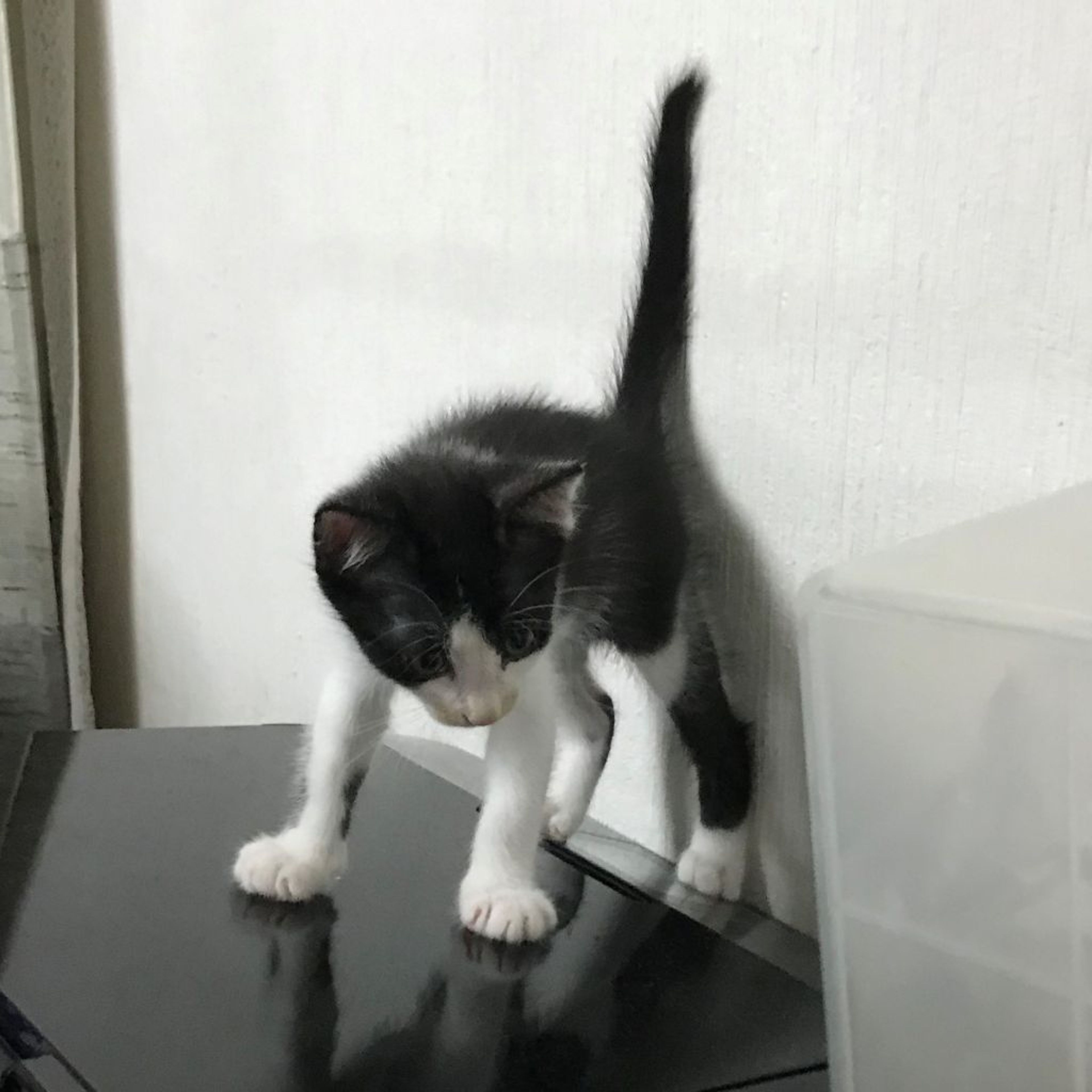 pet-image-4