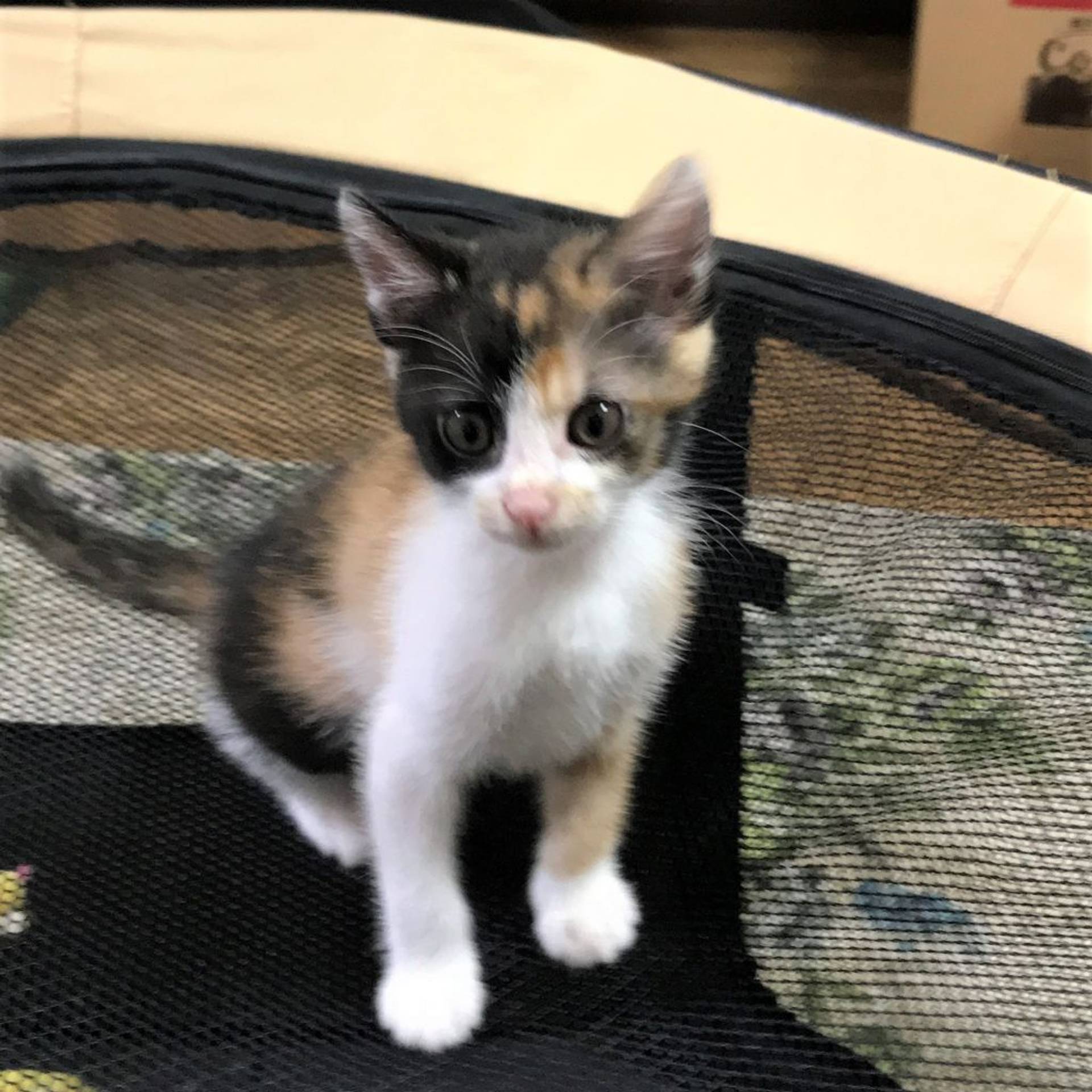 雑種（ミックス猫）・メスの里親募集の写真