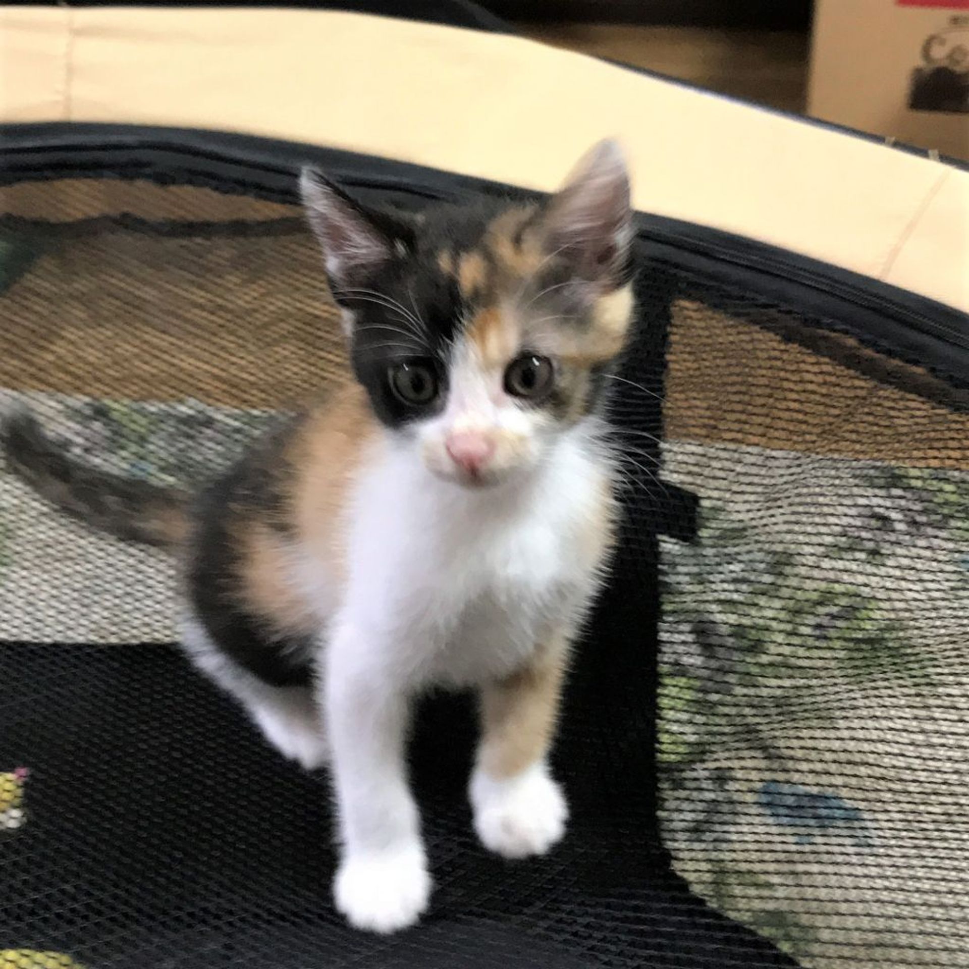 雑種（ミックス猫）・メスの里親募集の写真