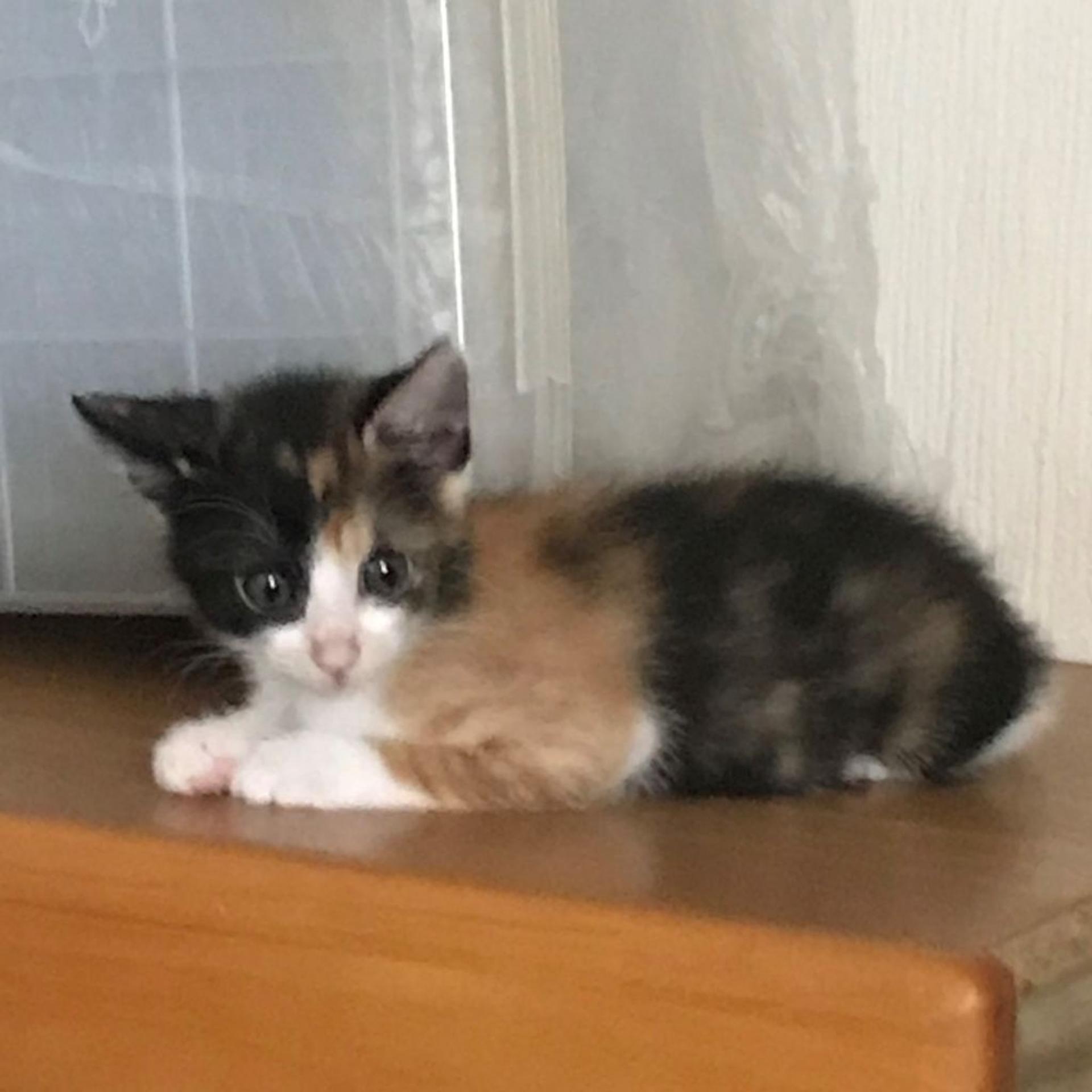 pet-image-2