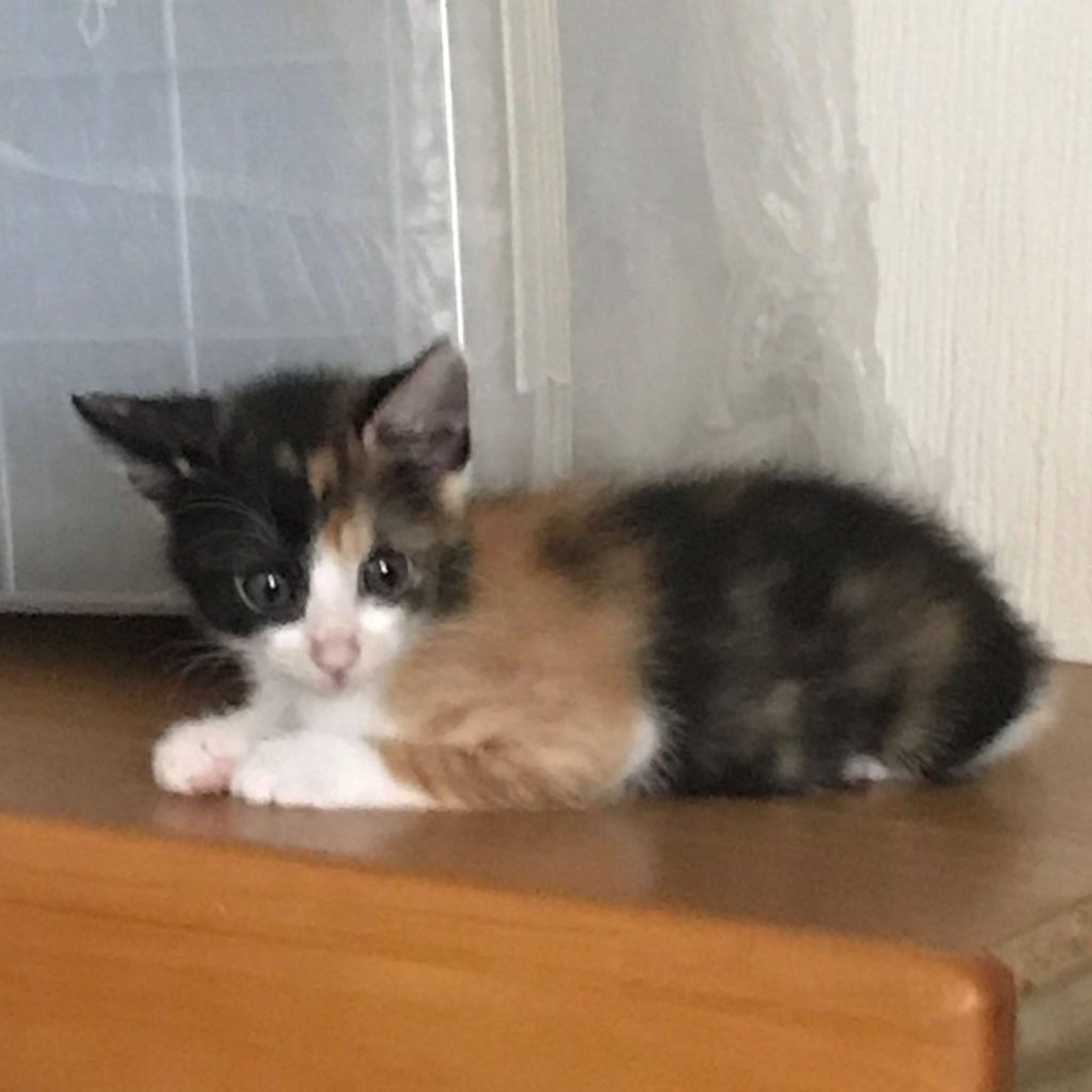 pet-image-2